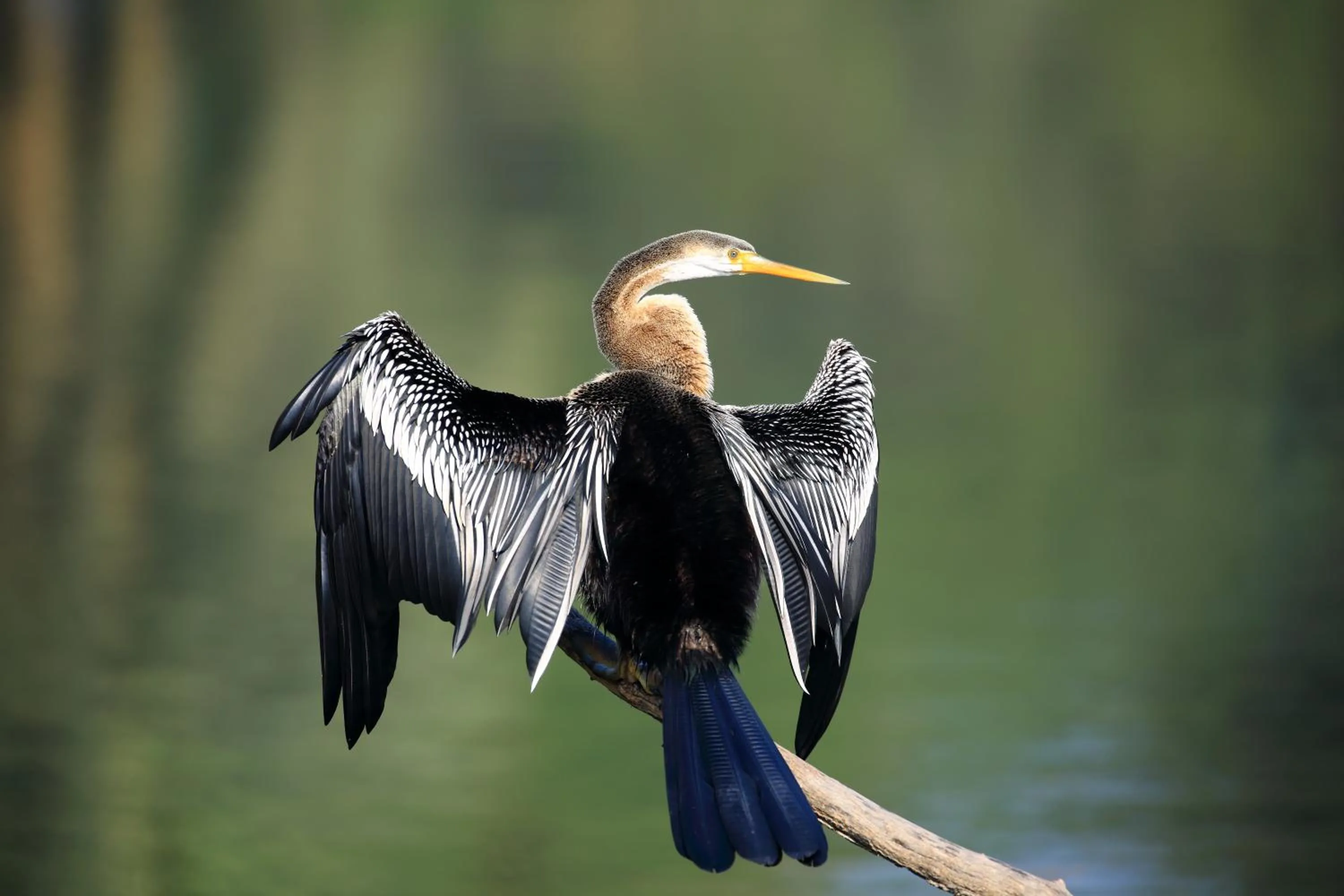 Off site in Bijapur Lodge Jawai