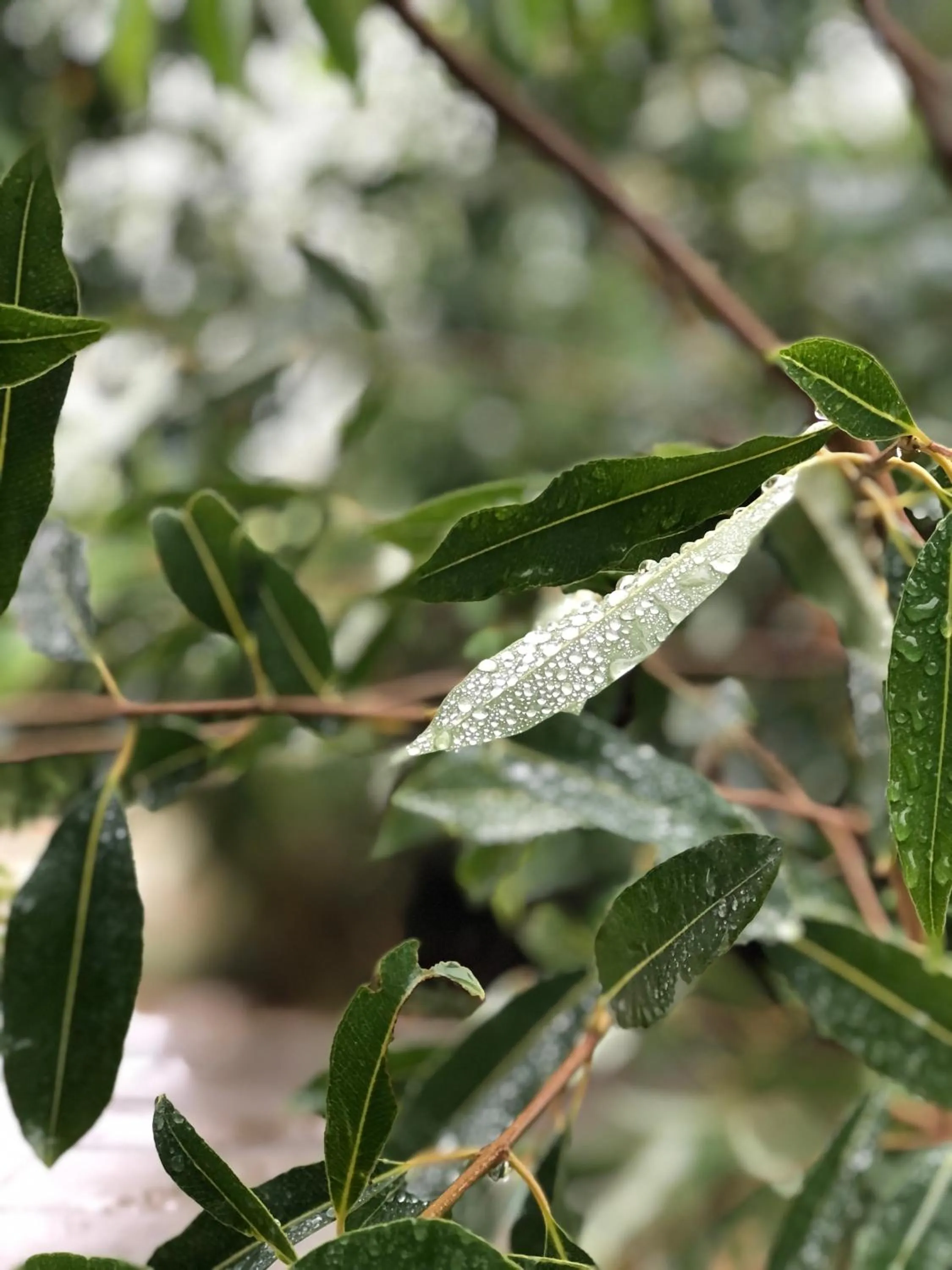 Natural landscape in Bijapur Lodge Jawai