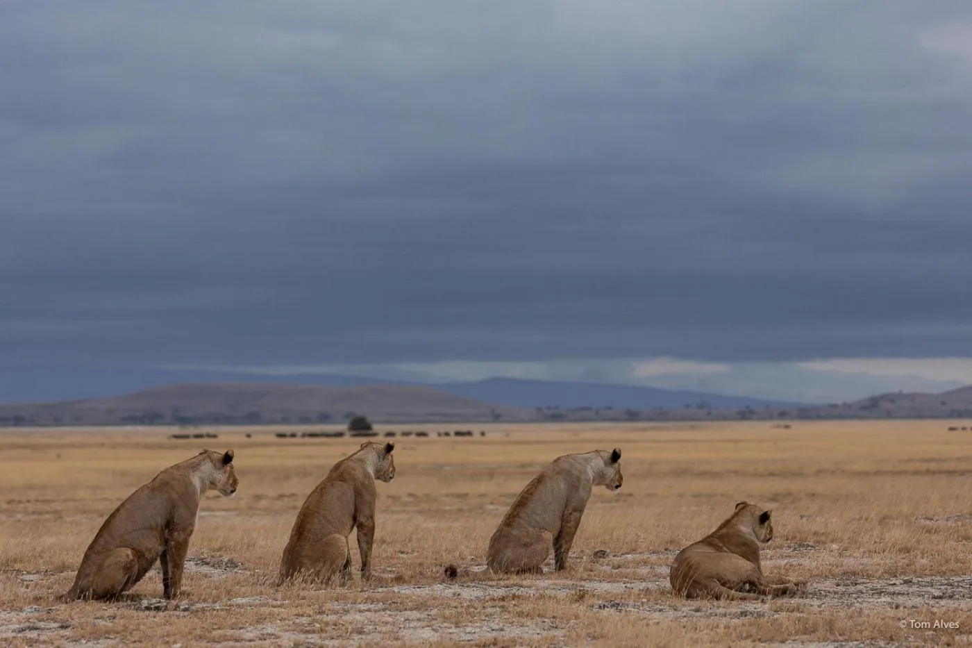 Ol Tukai Lodge Amboseli
