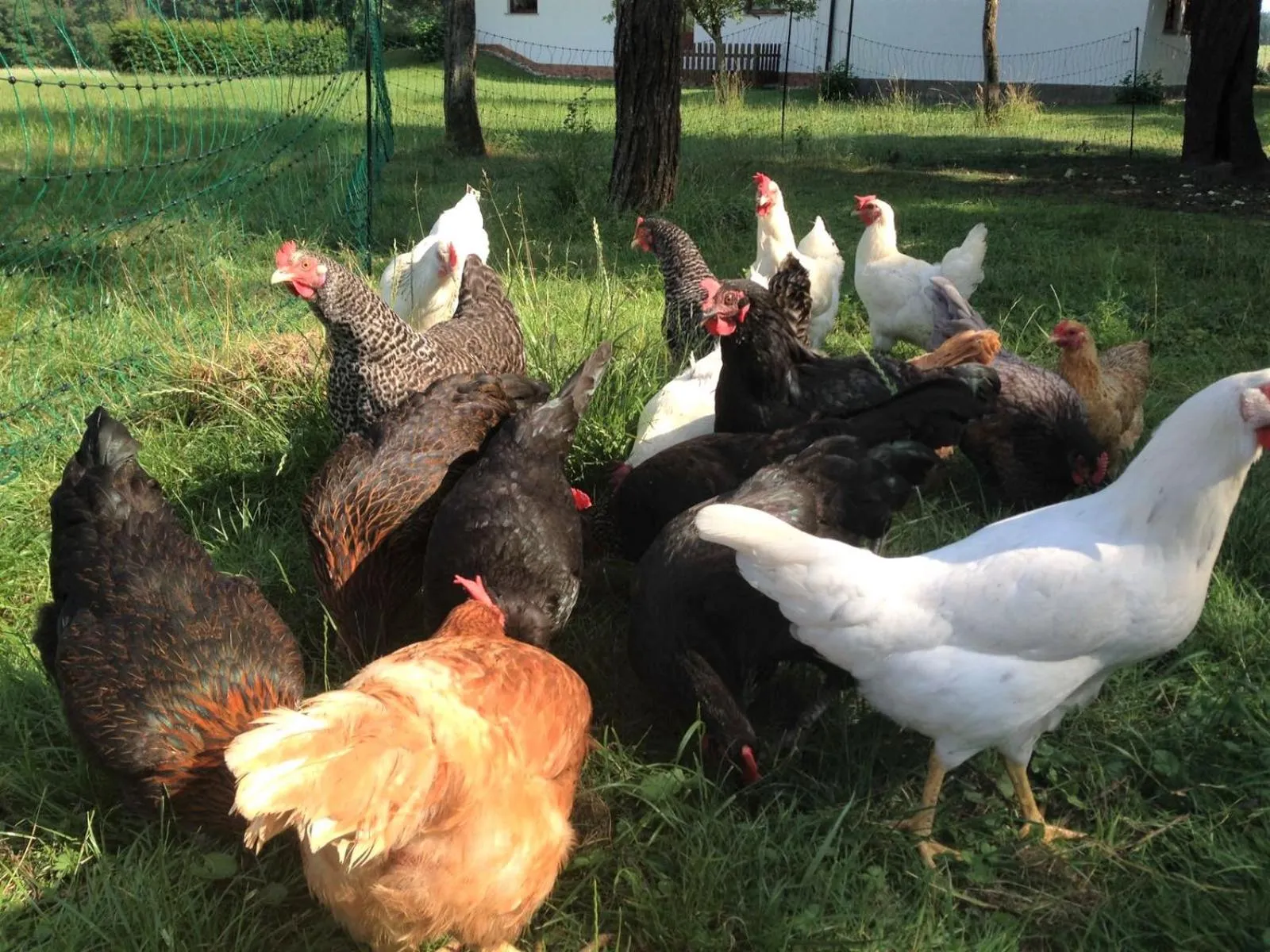 Animals in Gasthaus Hofmann