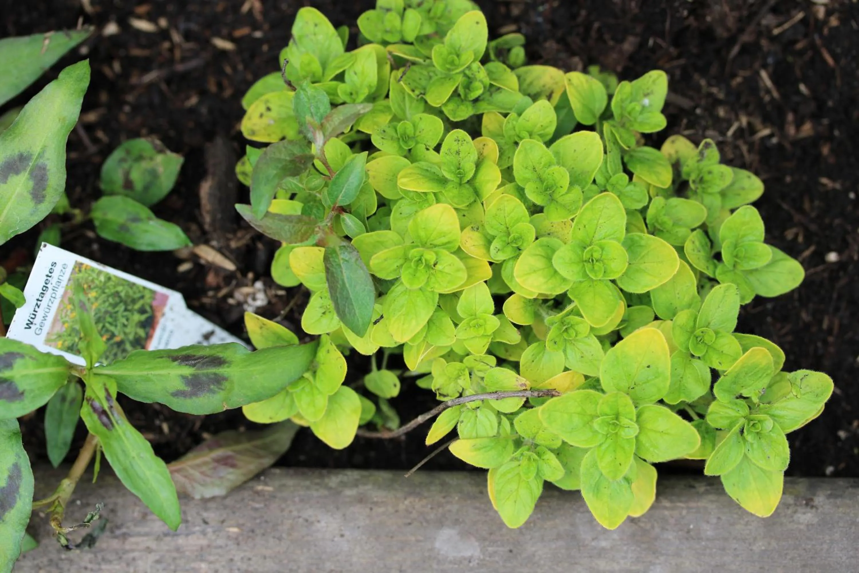 Garden in Gasthaus Hofmann