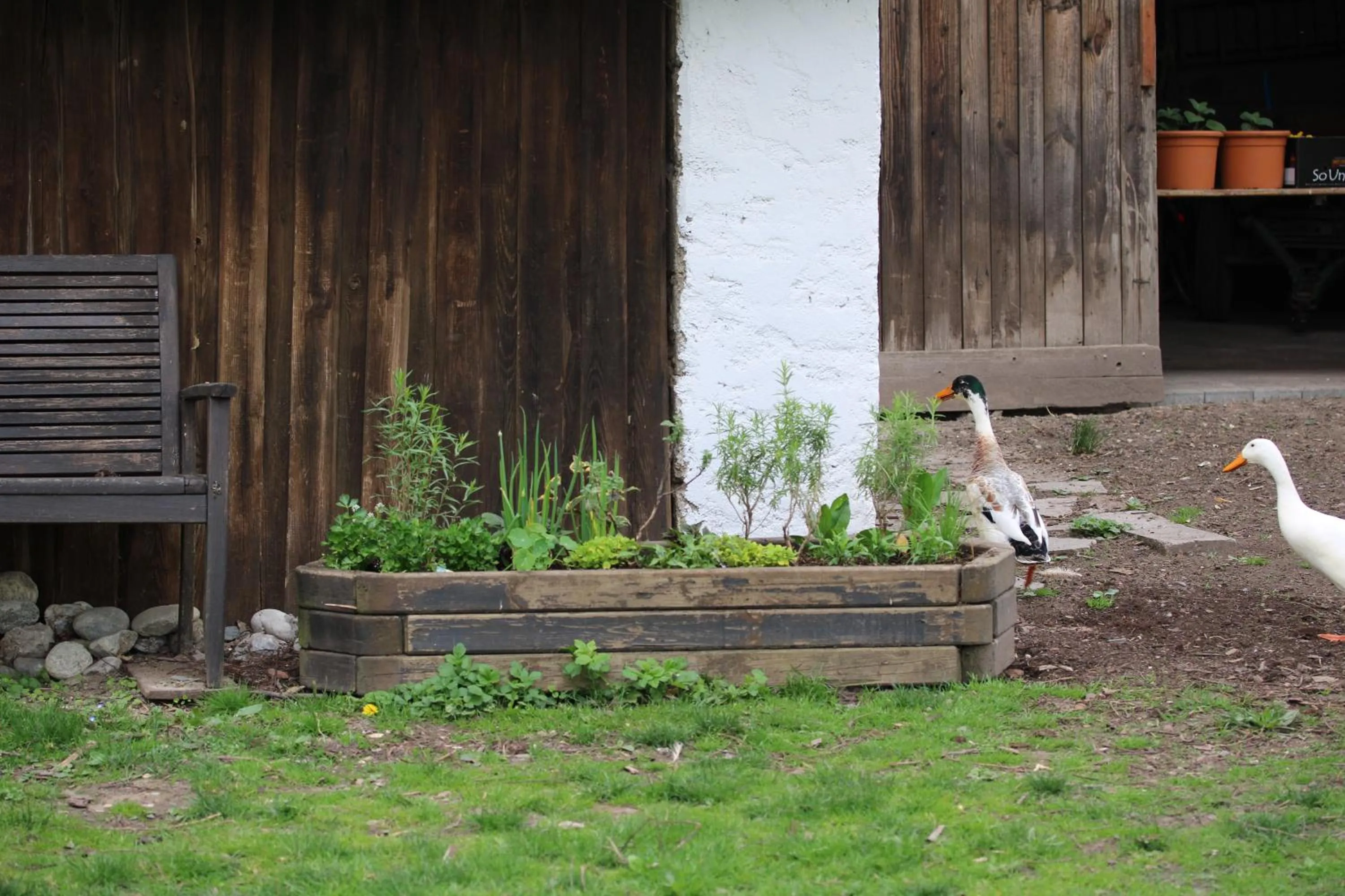 Animals in Gasthaus Hofmann