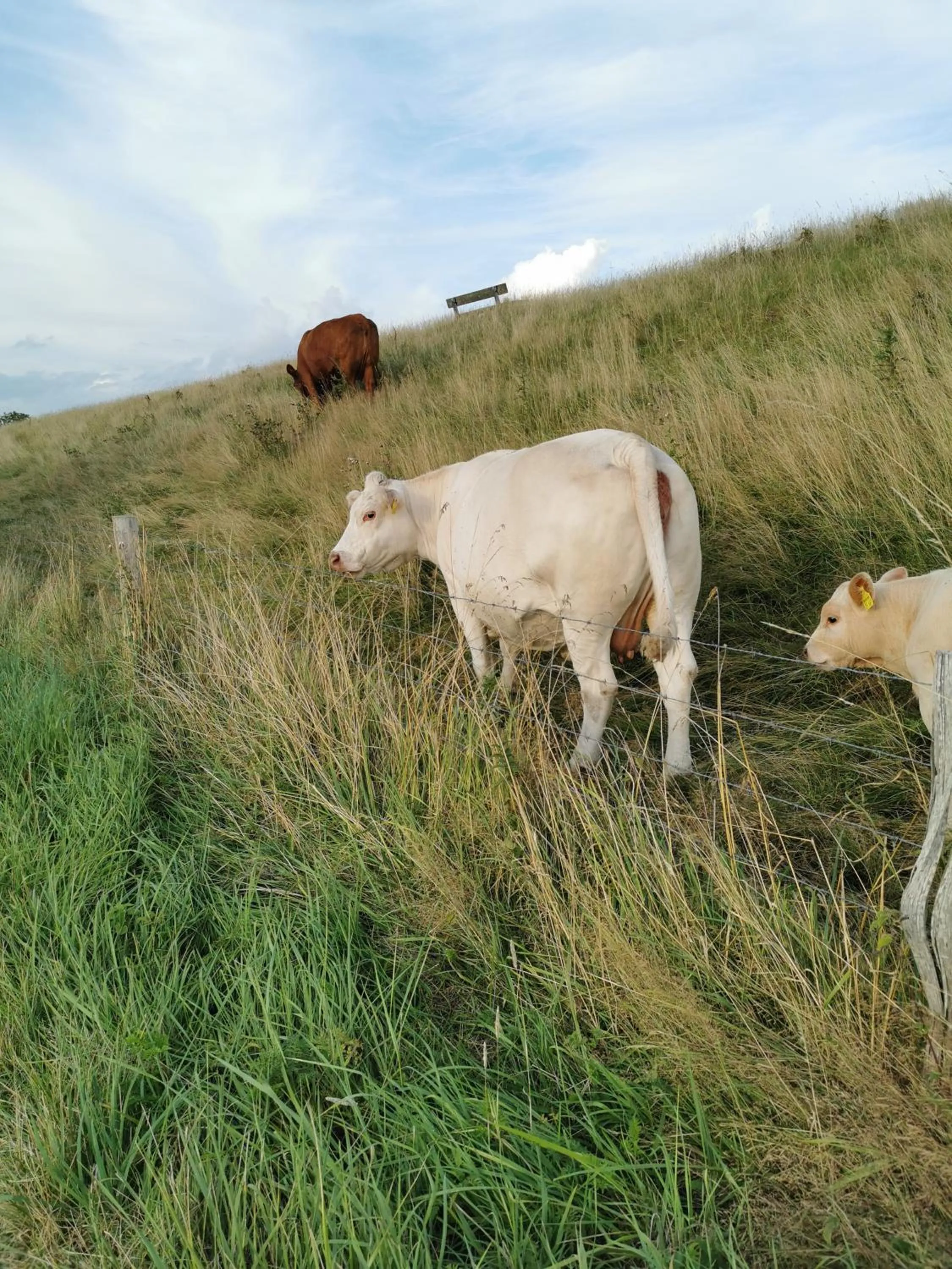 View (from property/room) in Golf- & Landhotel am alten Deich