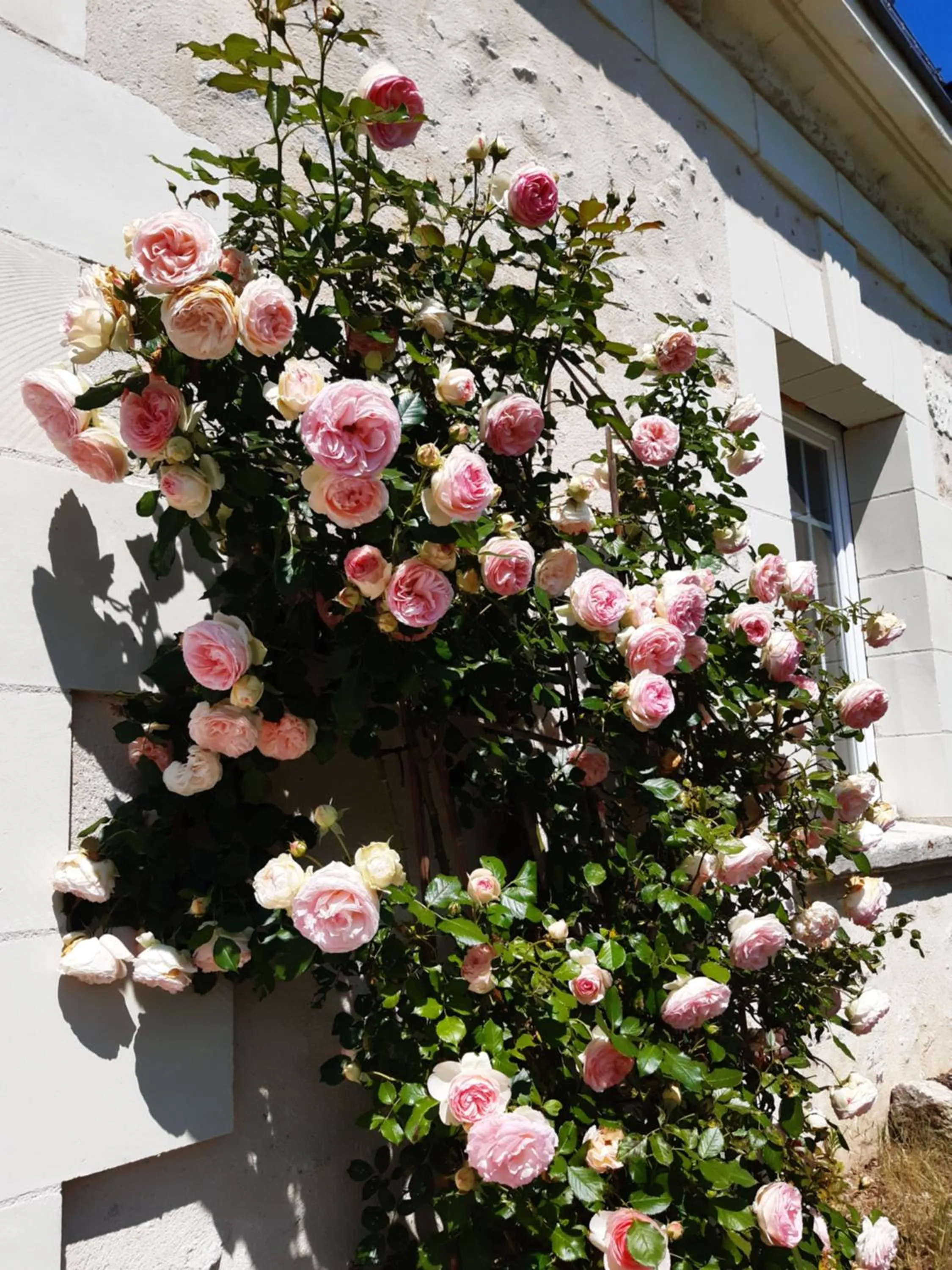 Le clos des augers, chambres d'hôtes et roulotte