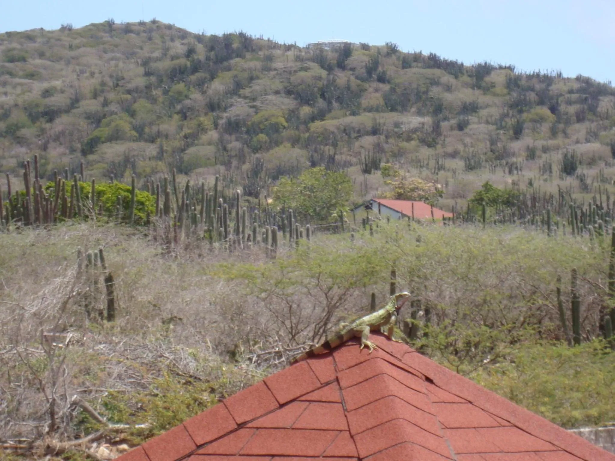 Animals in Fuego Mio Bed & Breakfast