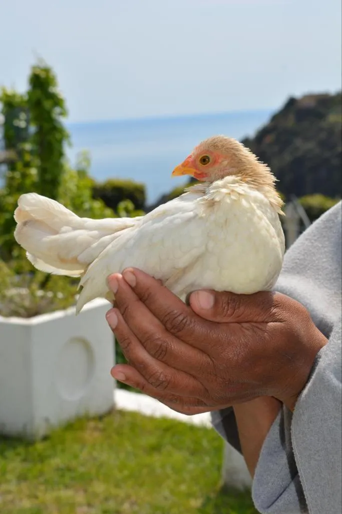 Animals in Agrifazenda