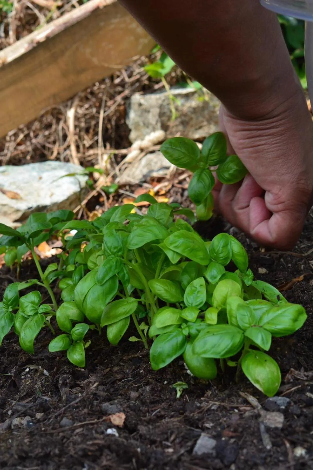 Food and drinks in Agrifazenda