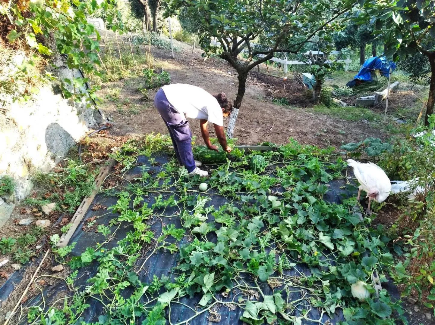 Food and drinks in Agrifazenda