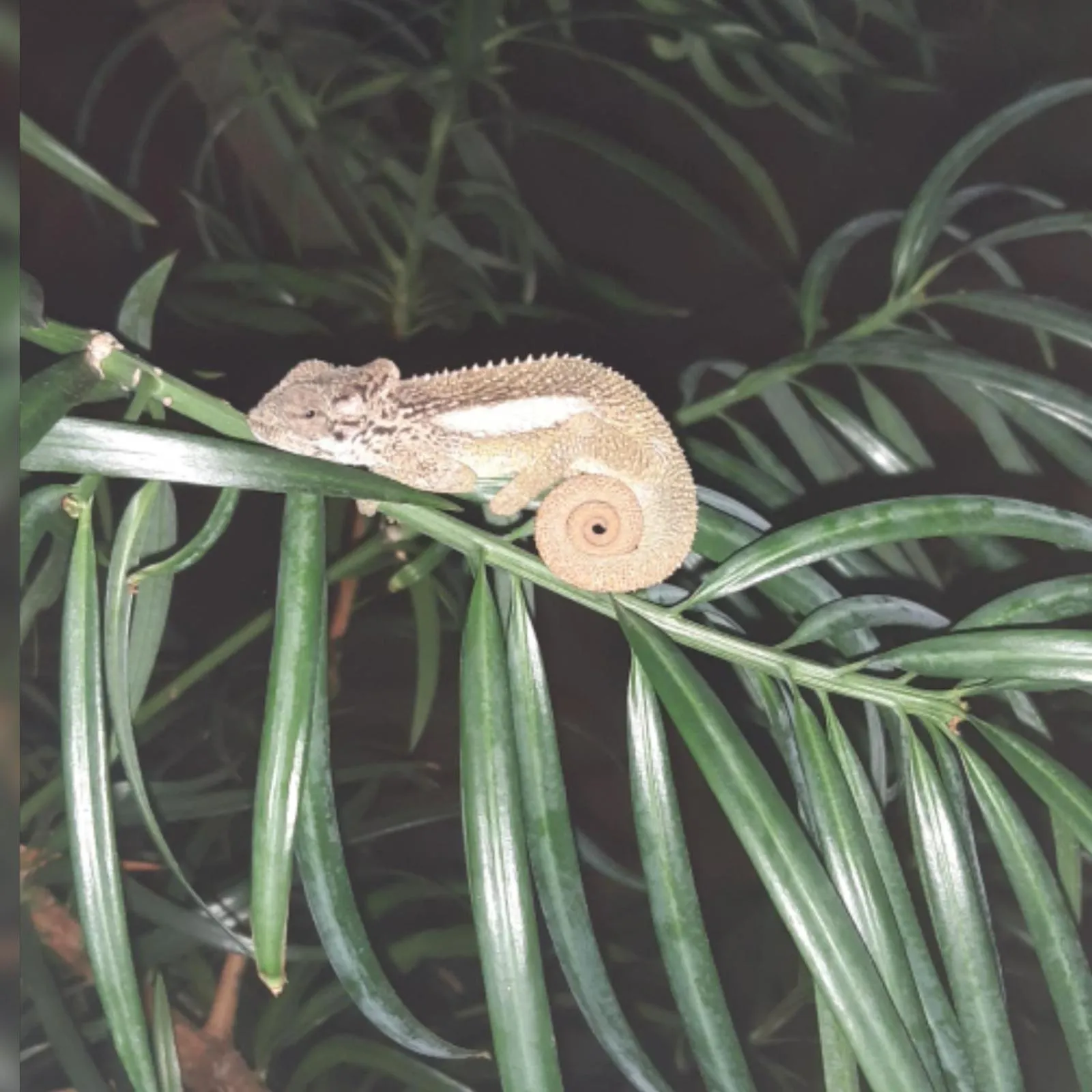 Garden in Westlodge at Graskop B&B