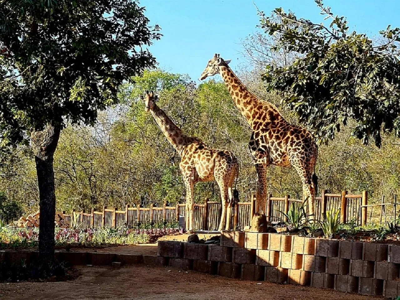 Animals in The Zarafa