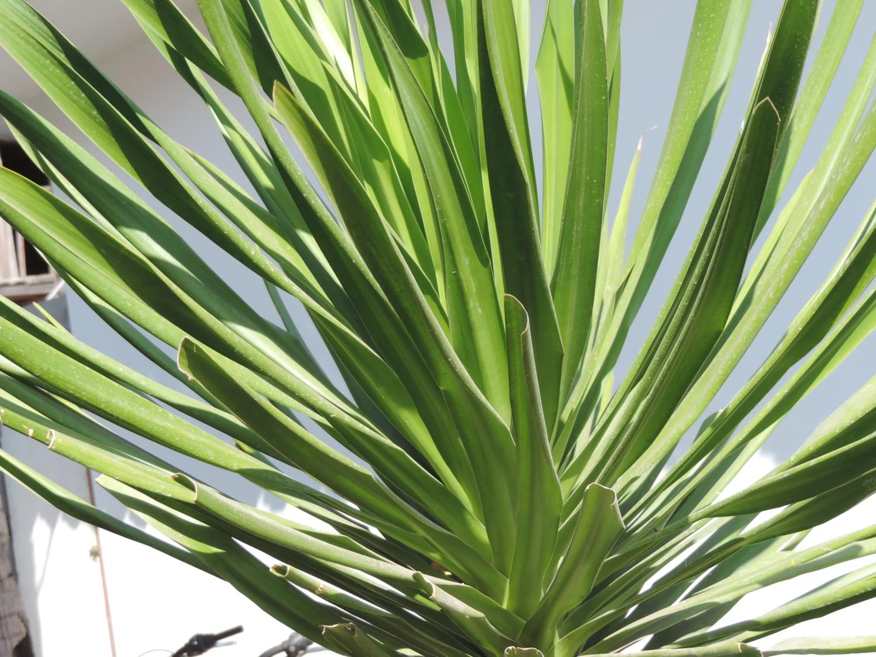 Garden in Casus Dream Hotel