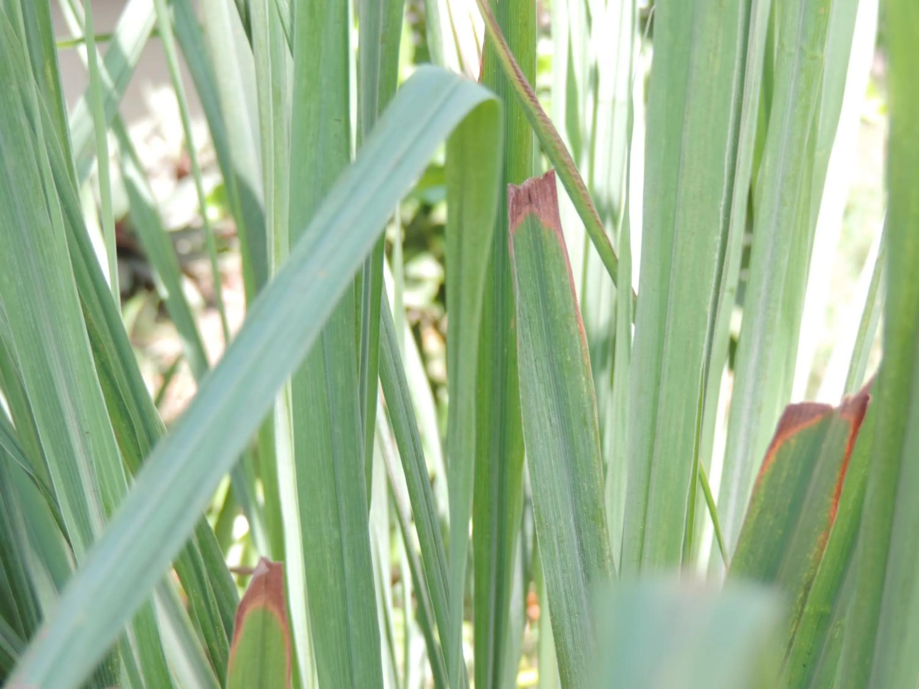 Bird's eye view in Casus Dream Hotel