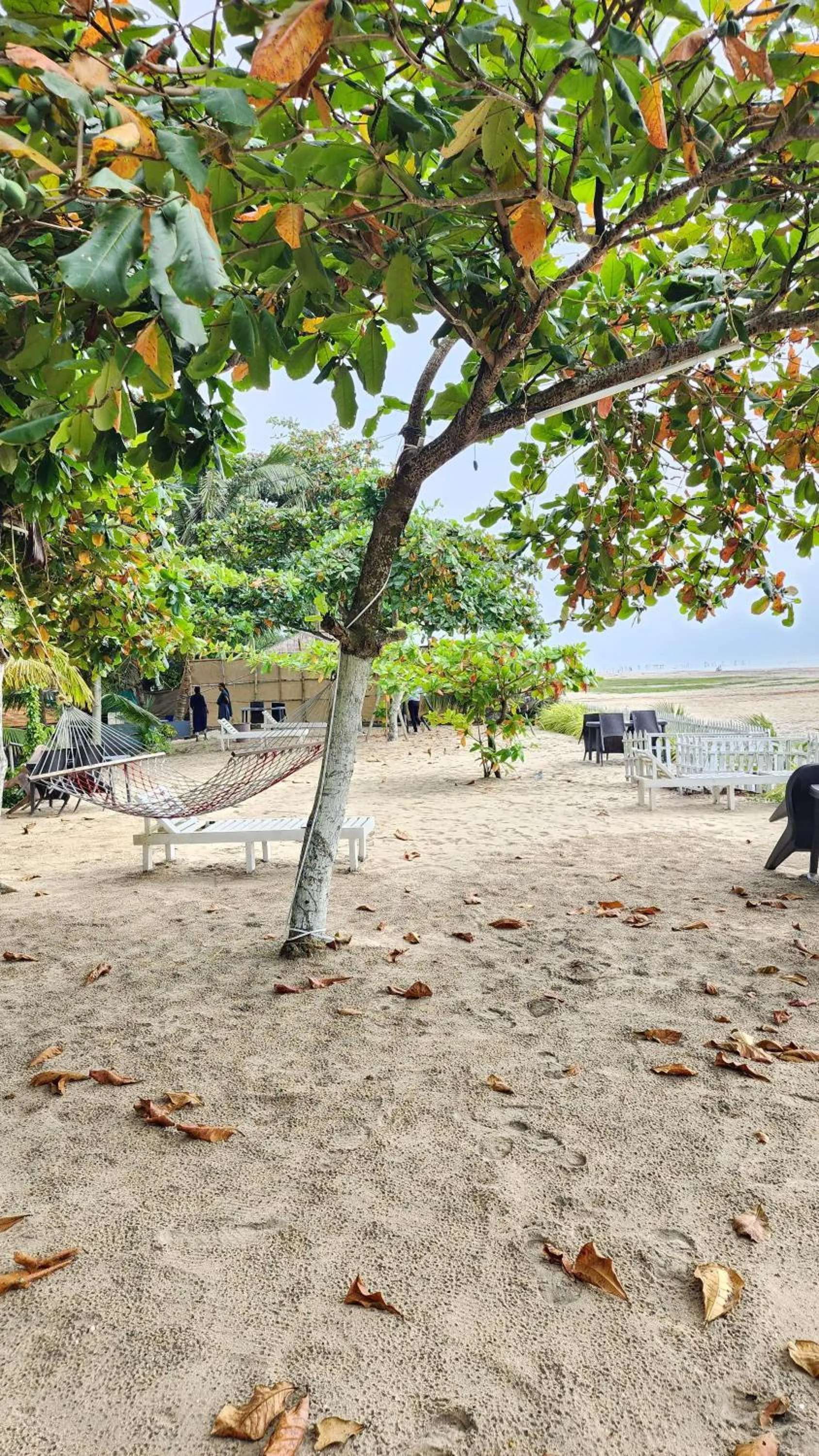 Natural landscape in Palm Beach Resort, Alleppey