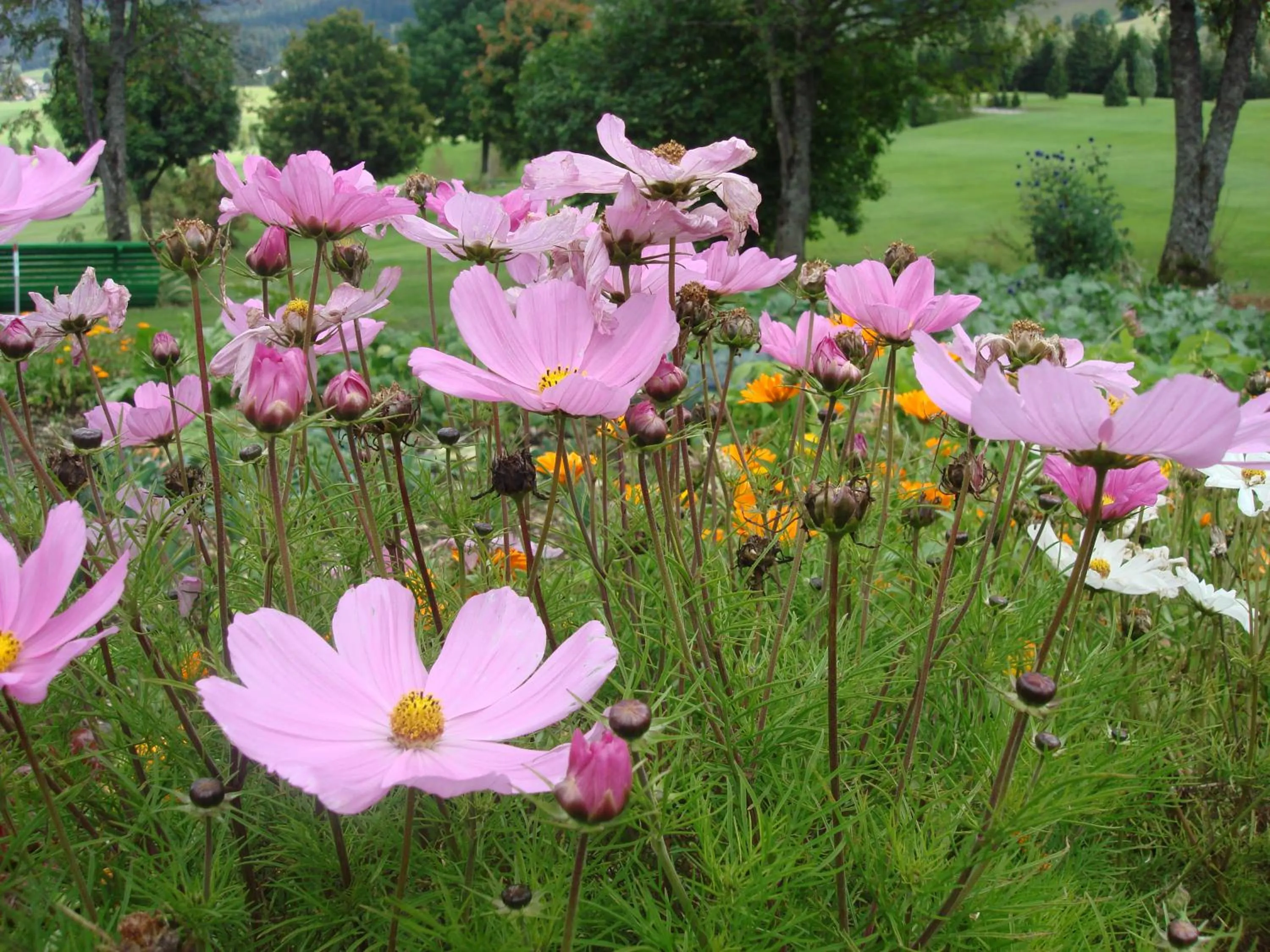 Garden view in Golf du Rochat