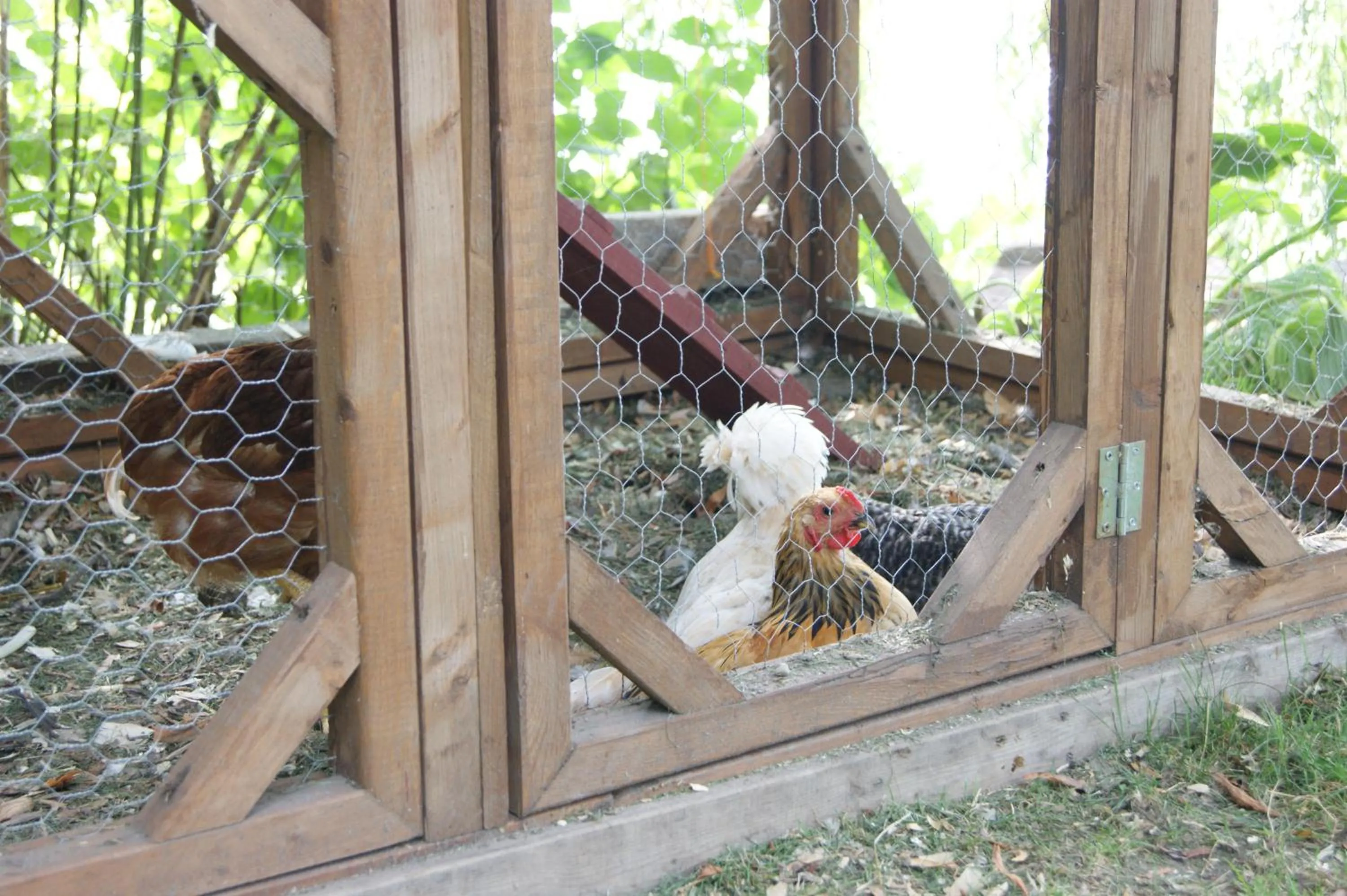 Animals in La Belle aux Berges