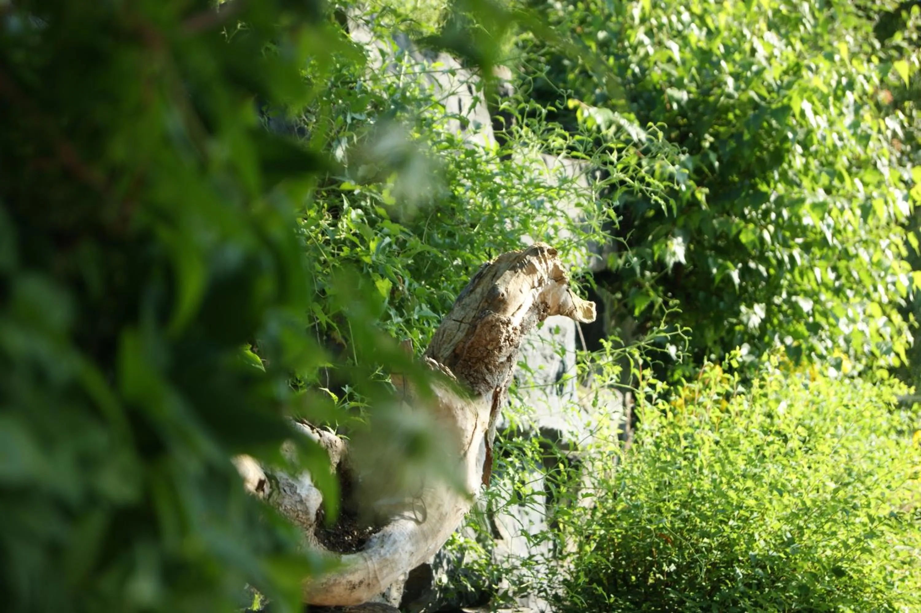 Garden in La Belle aux Berges