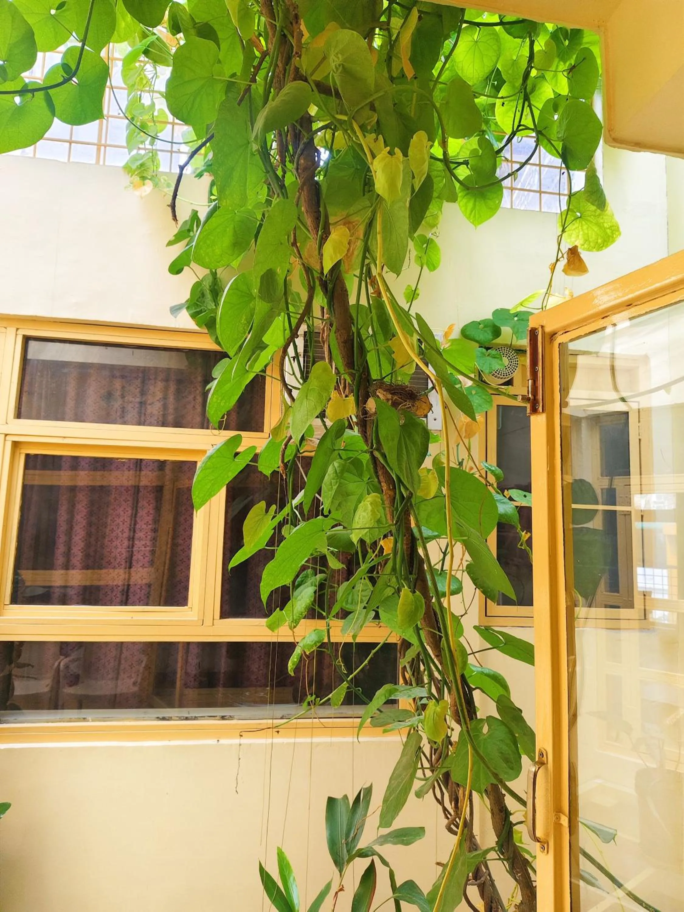 Balcony/Terrace in Devi music ashram