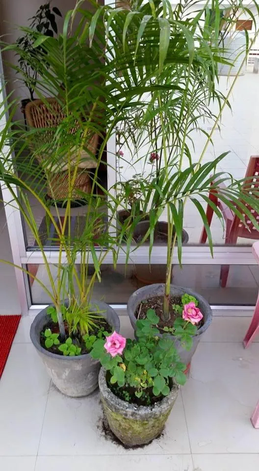 Garden in Devi music ashram