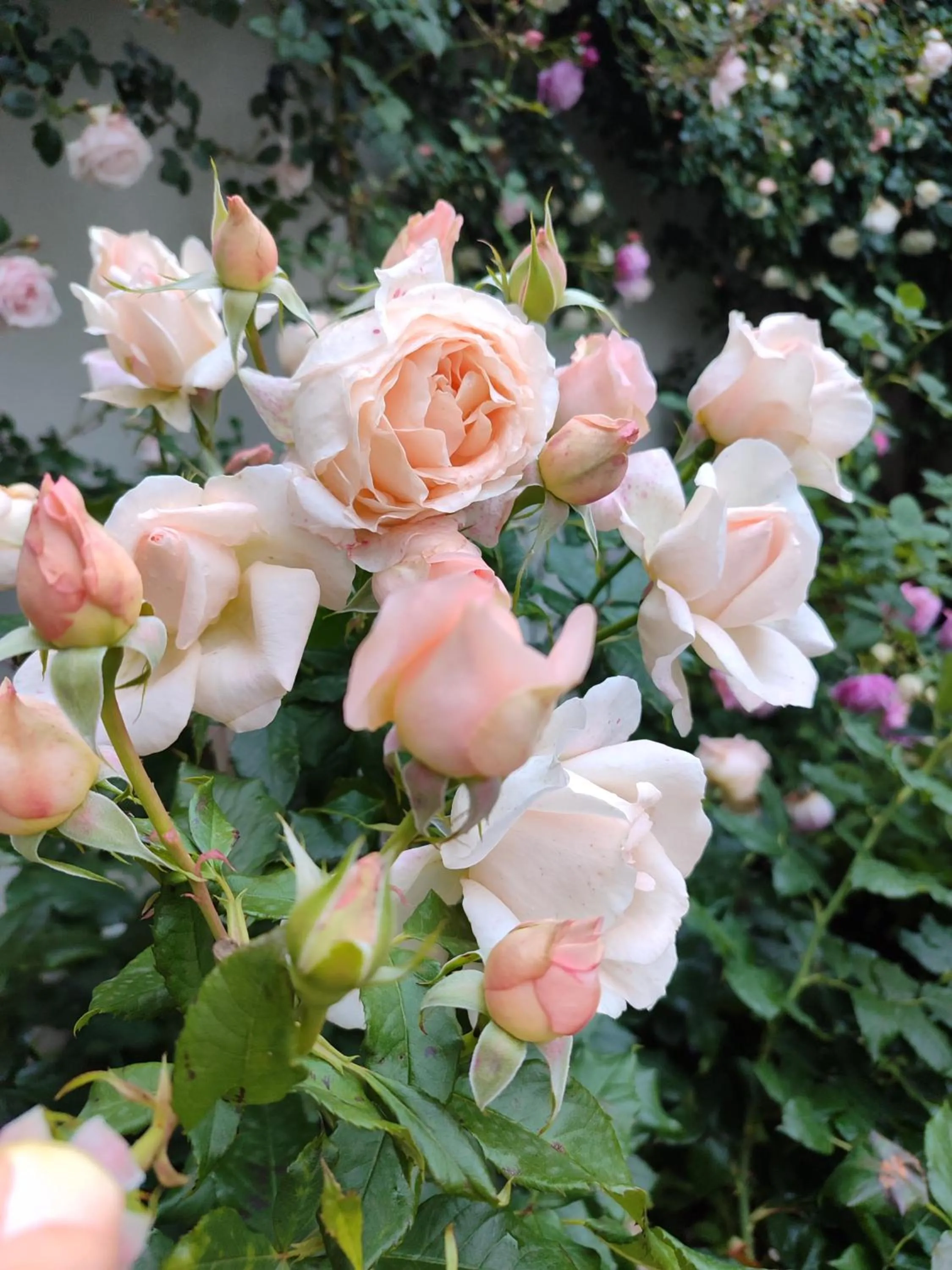 Garden view in Veronika Home Tbilisi