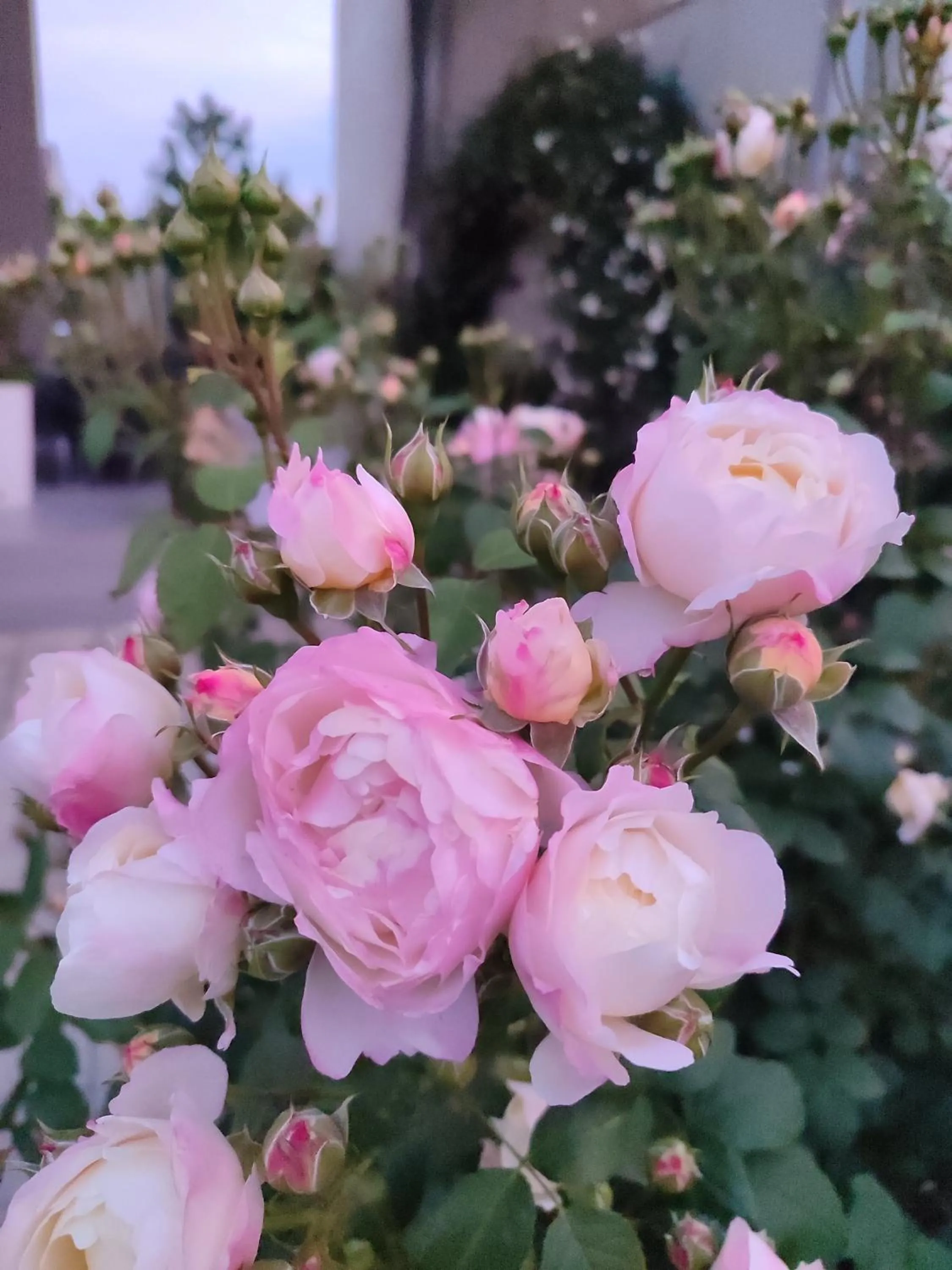 Garden in Veronika Home Tbilisi