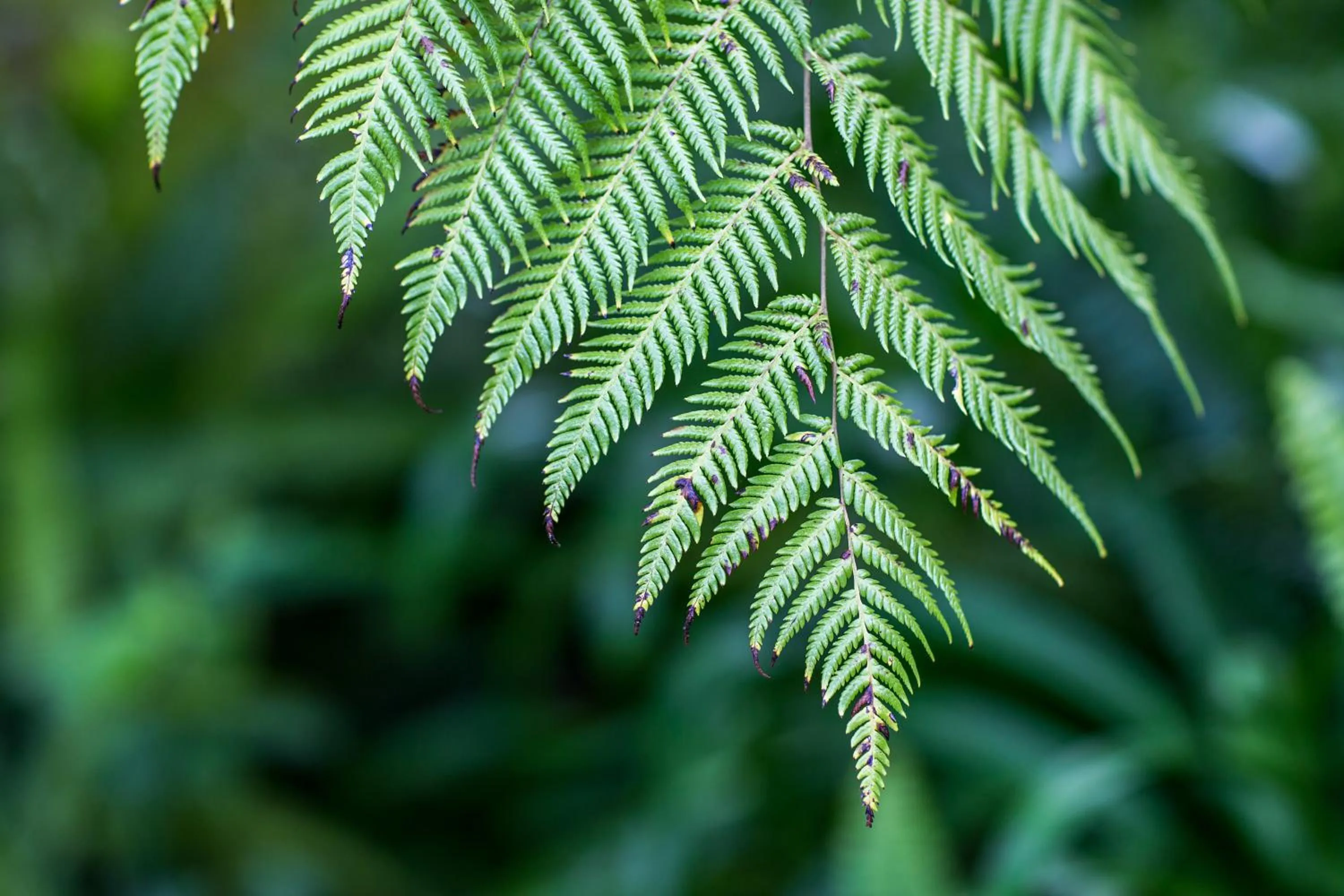 Garden in Tatahi Lodge Beach Resort