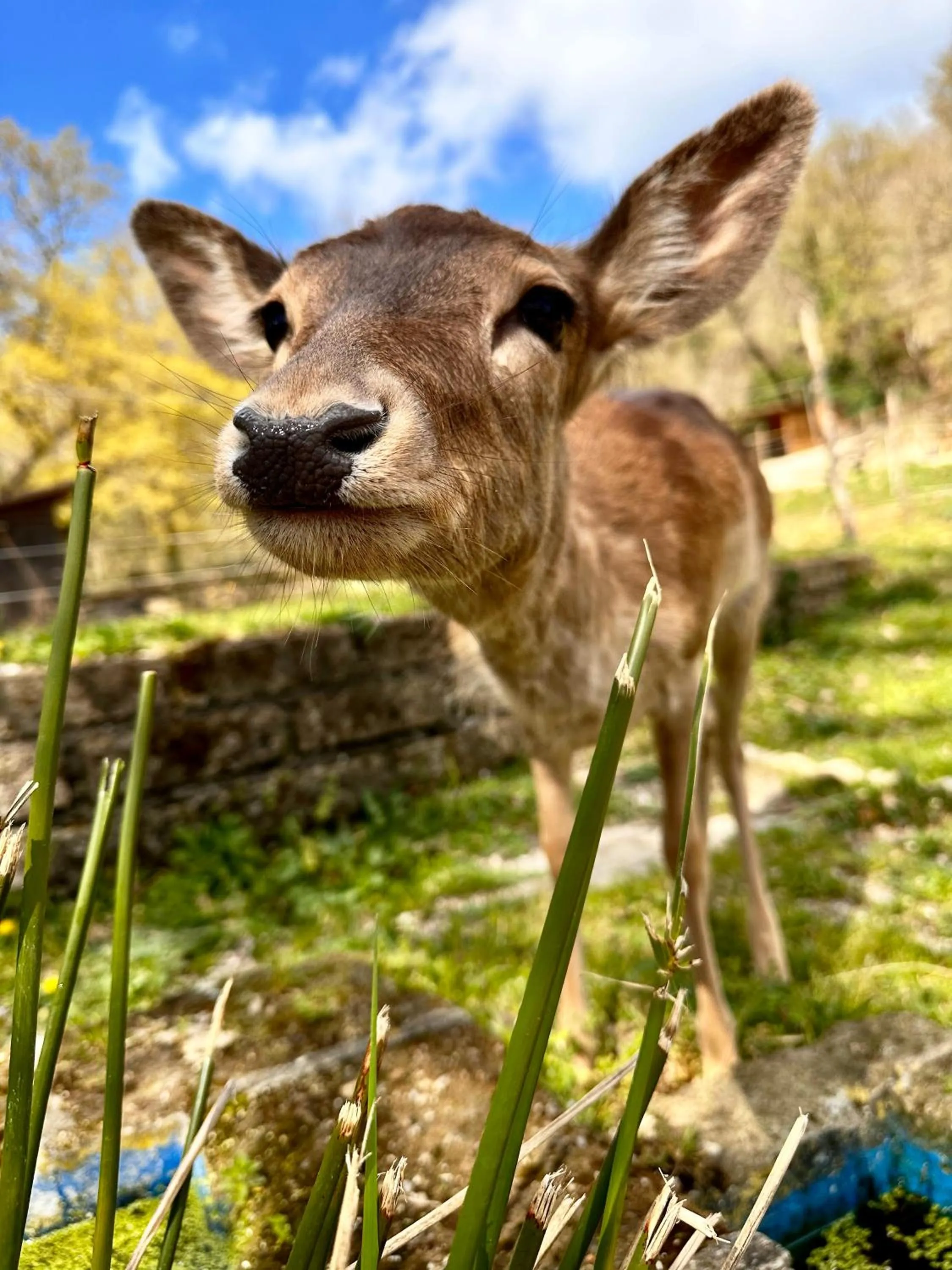 Night in the Wood Sorbo