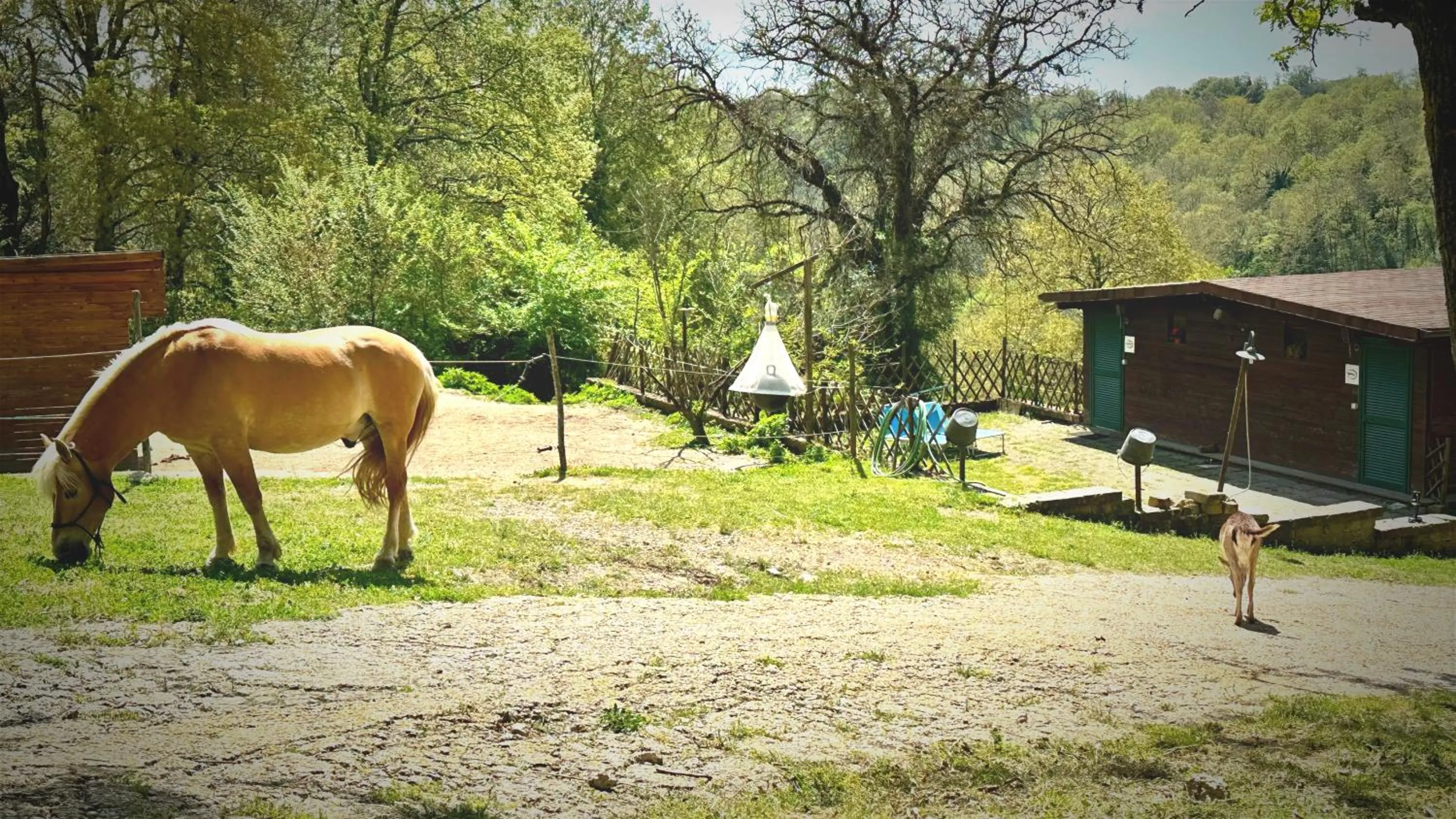 Night in the Wood Sorbo