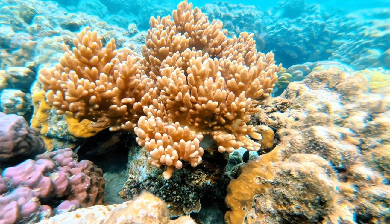 Snorkeling in Sylvia Hotel & Resort Komodo