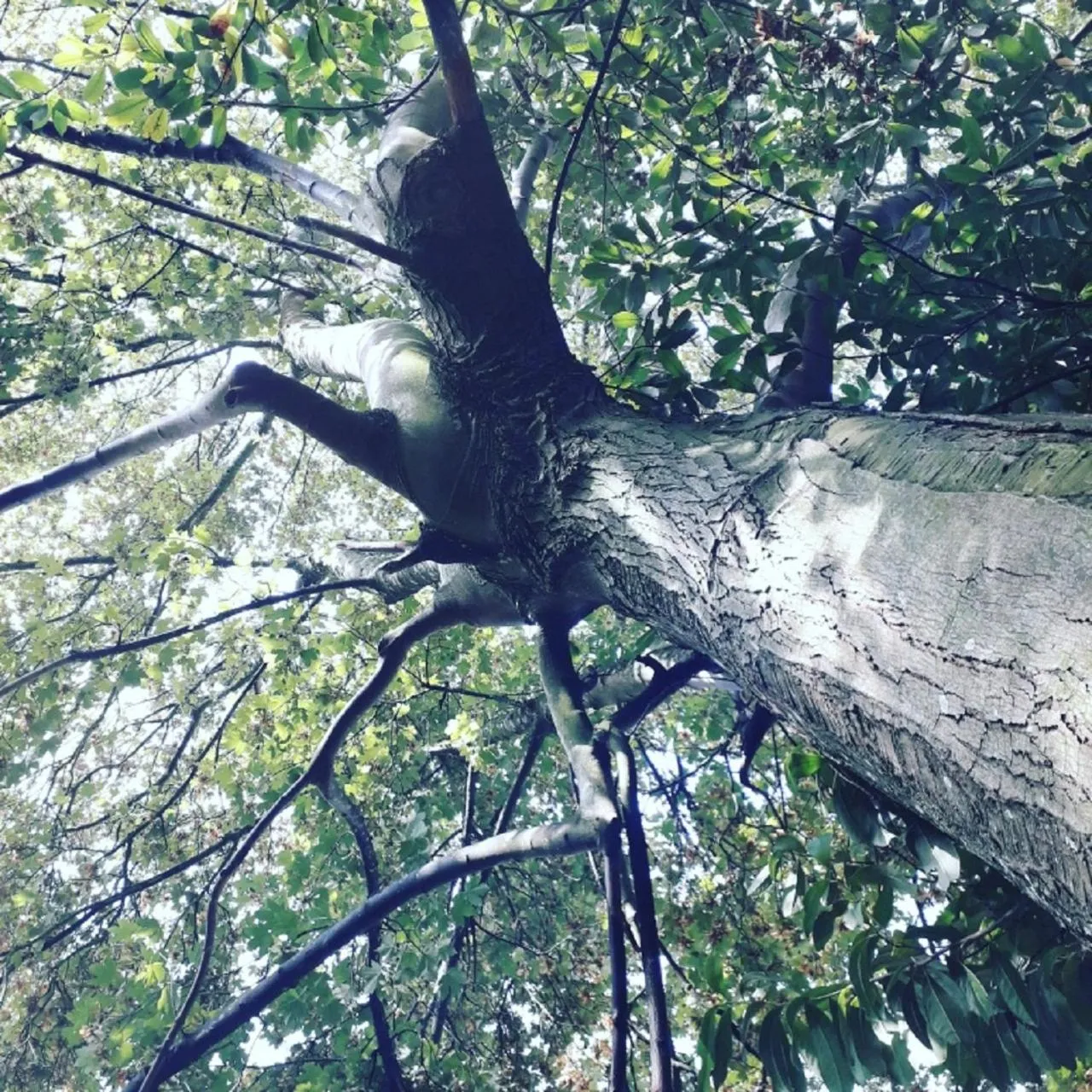 Garden in Demeure de la Garenne