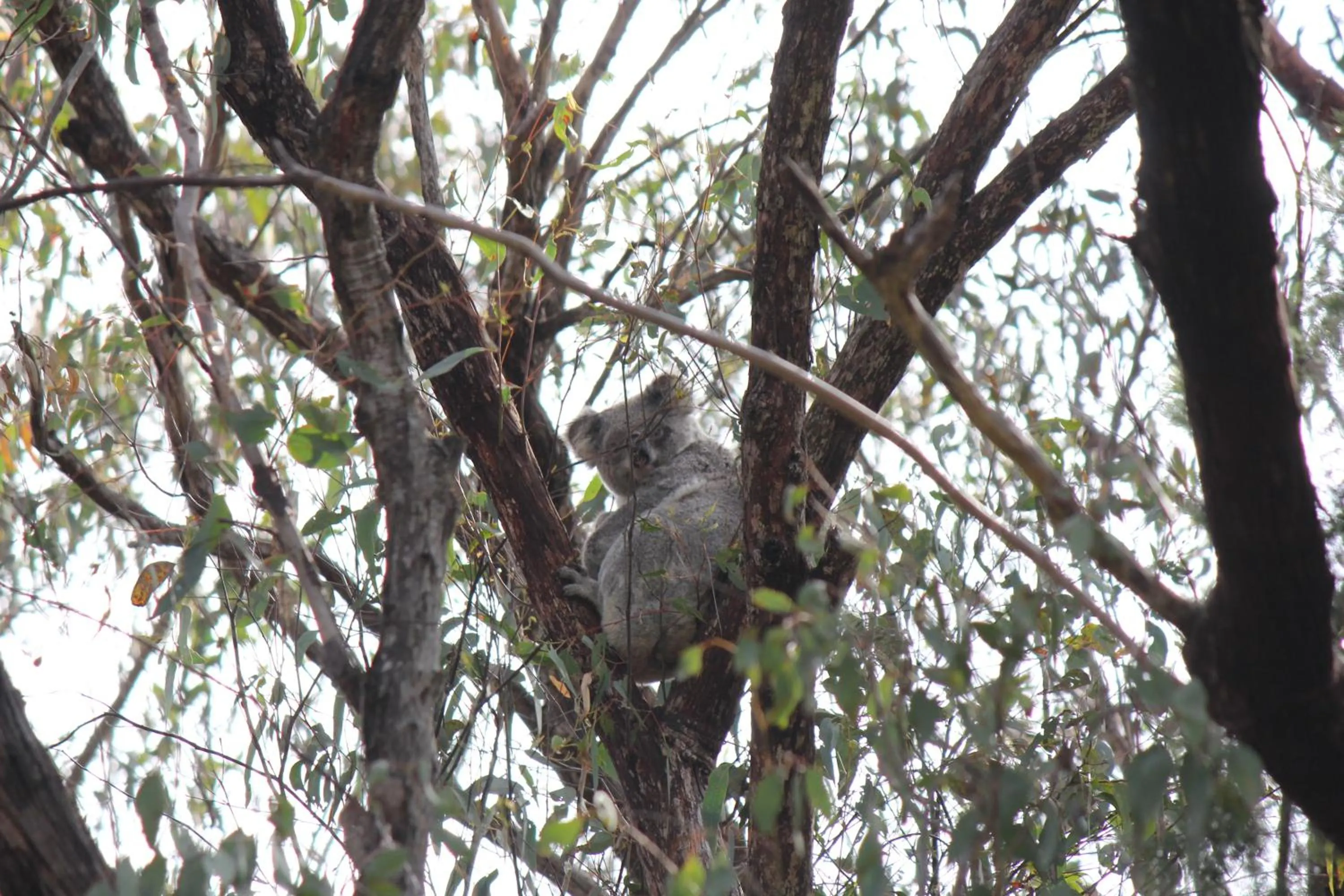 Hiking in Granite Belt Retreat and Brewery