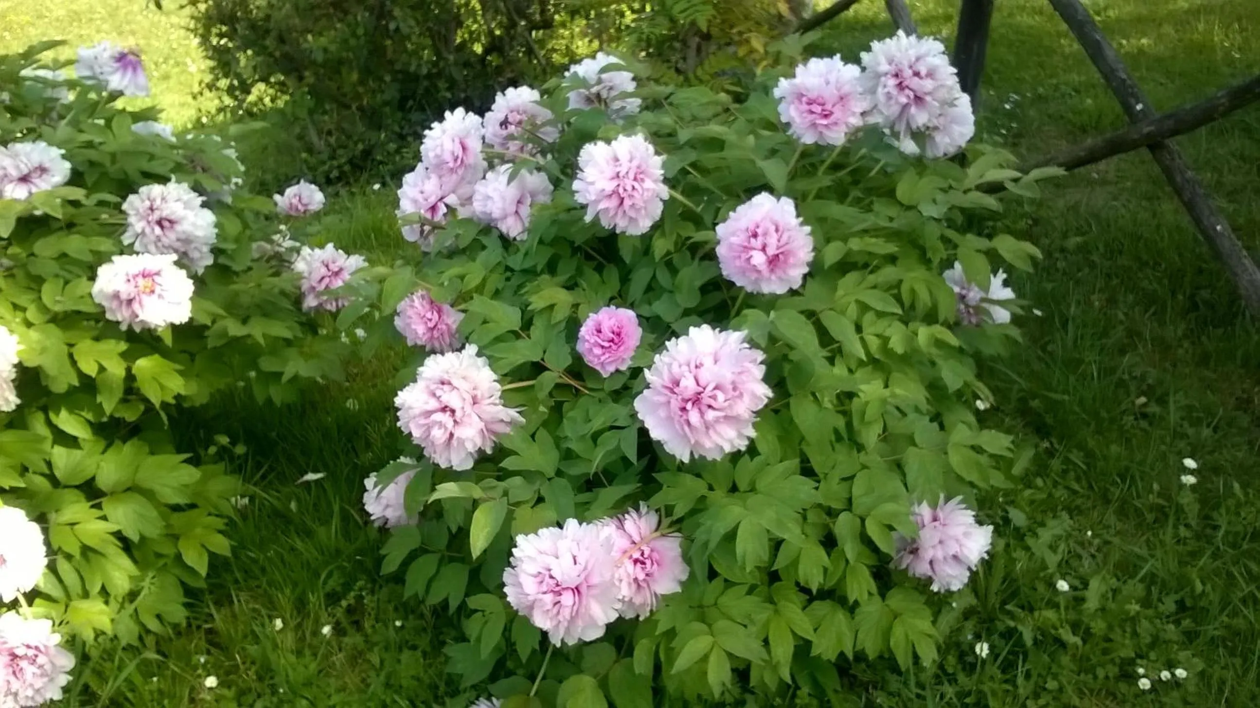 Spring in Montebello Park Hotel