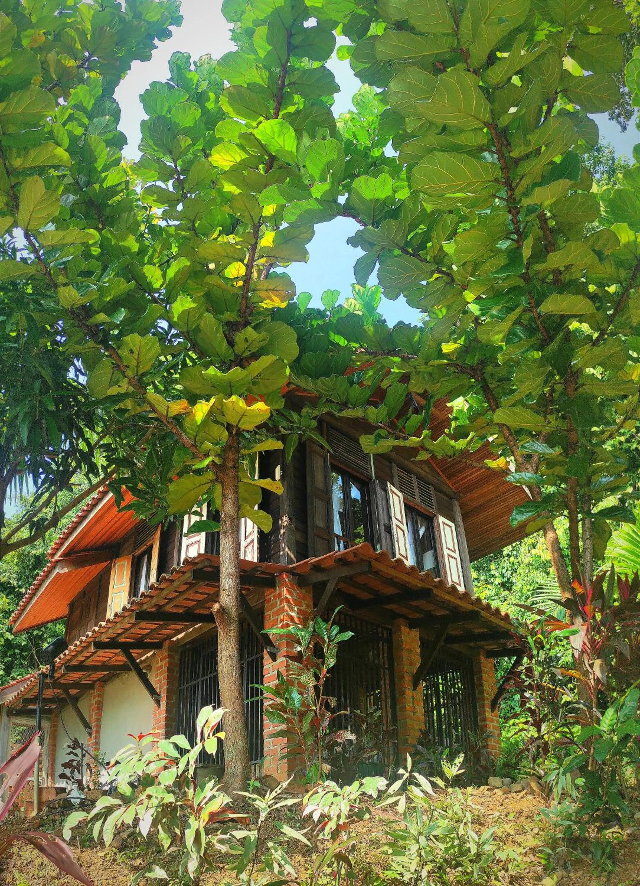 S`ekar Pinang Langkawi