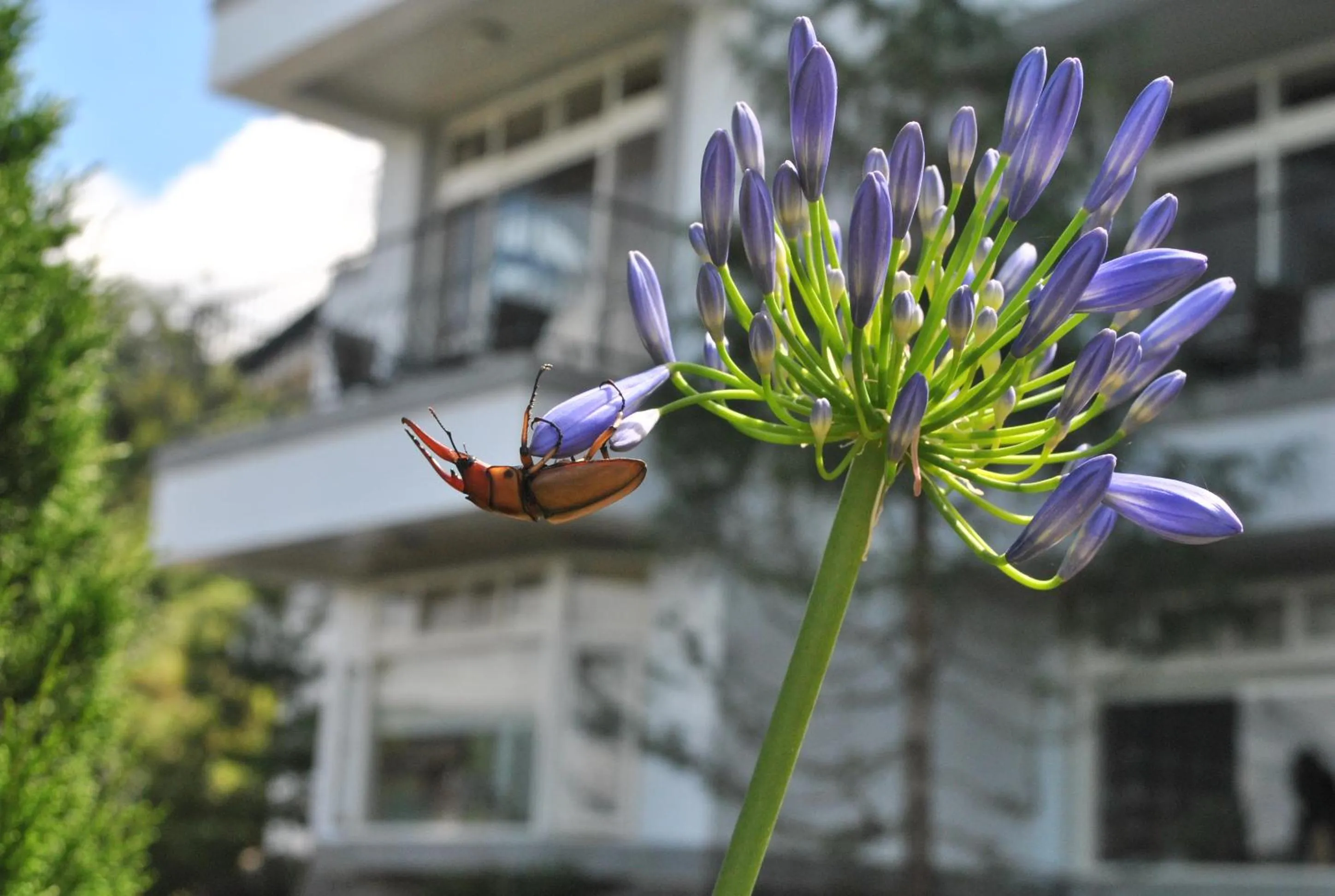 View (from property/room) in Star Villa