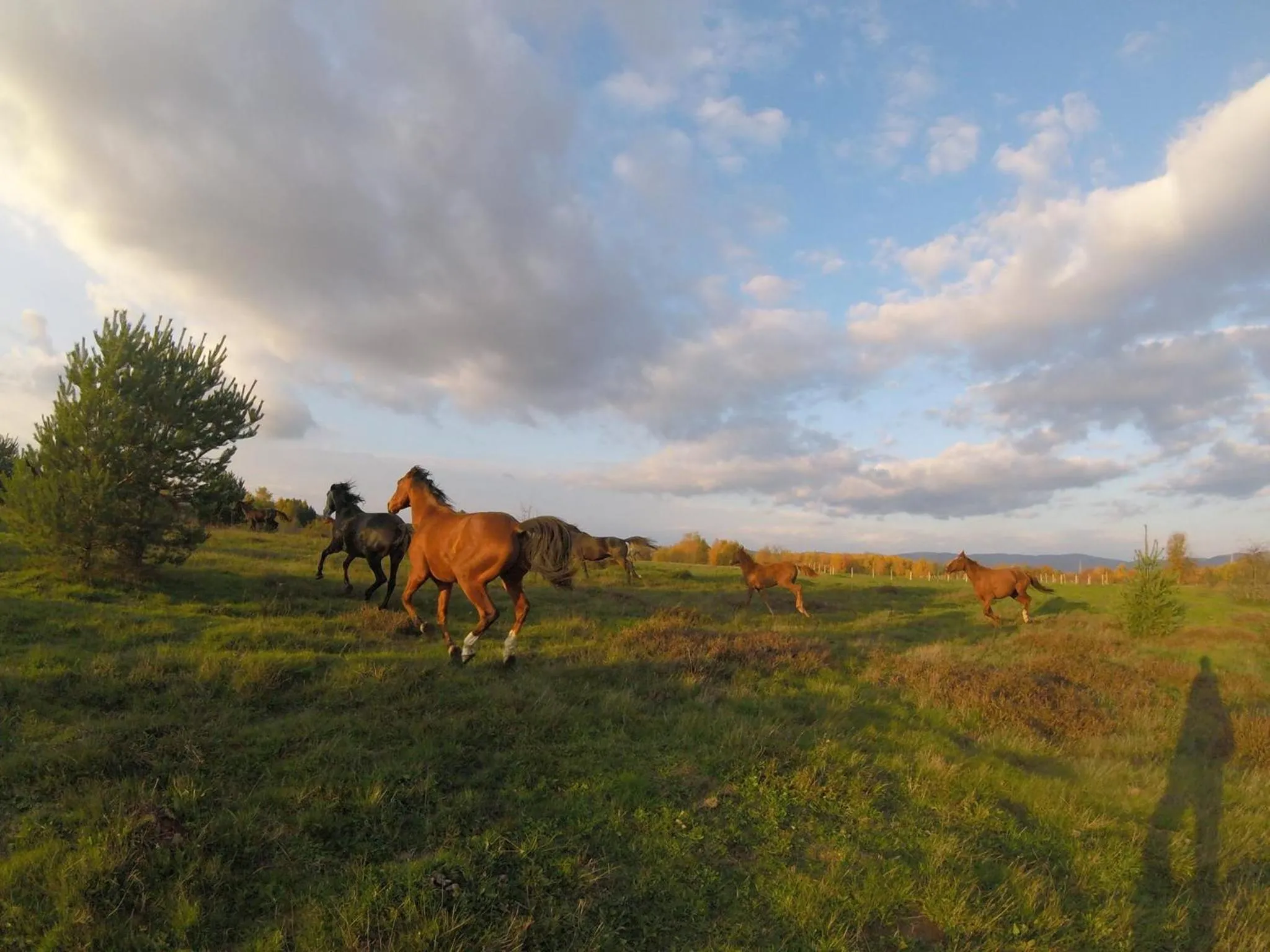 Horse-riding in Bungalows Rizvan City