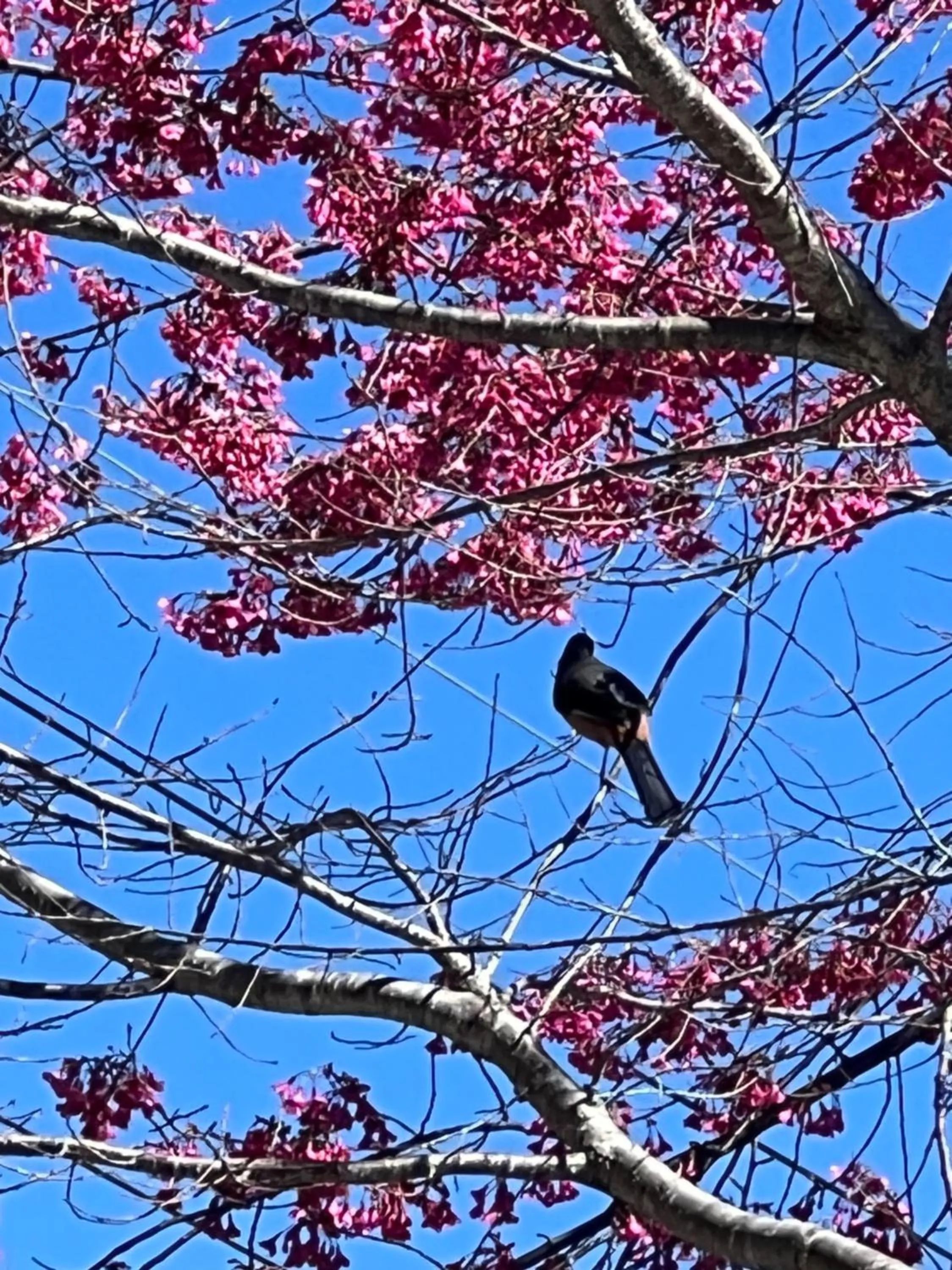 Natural landscape in Julie's Garden, Cingjing - Fon Chin Homestay