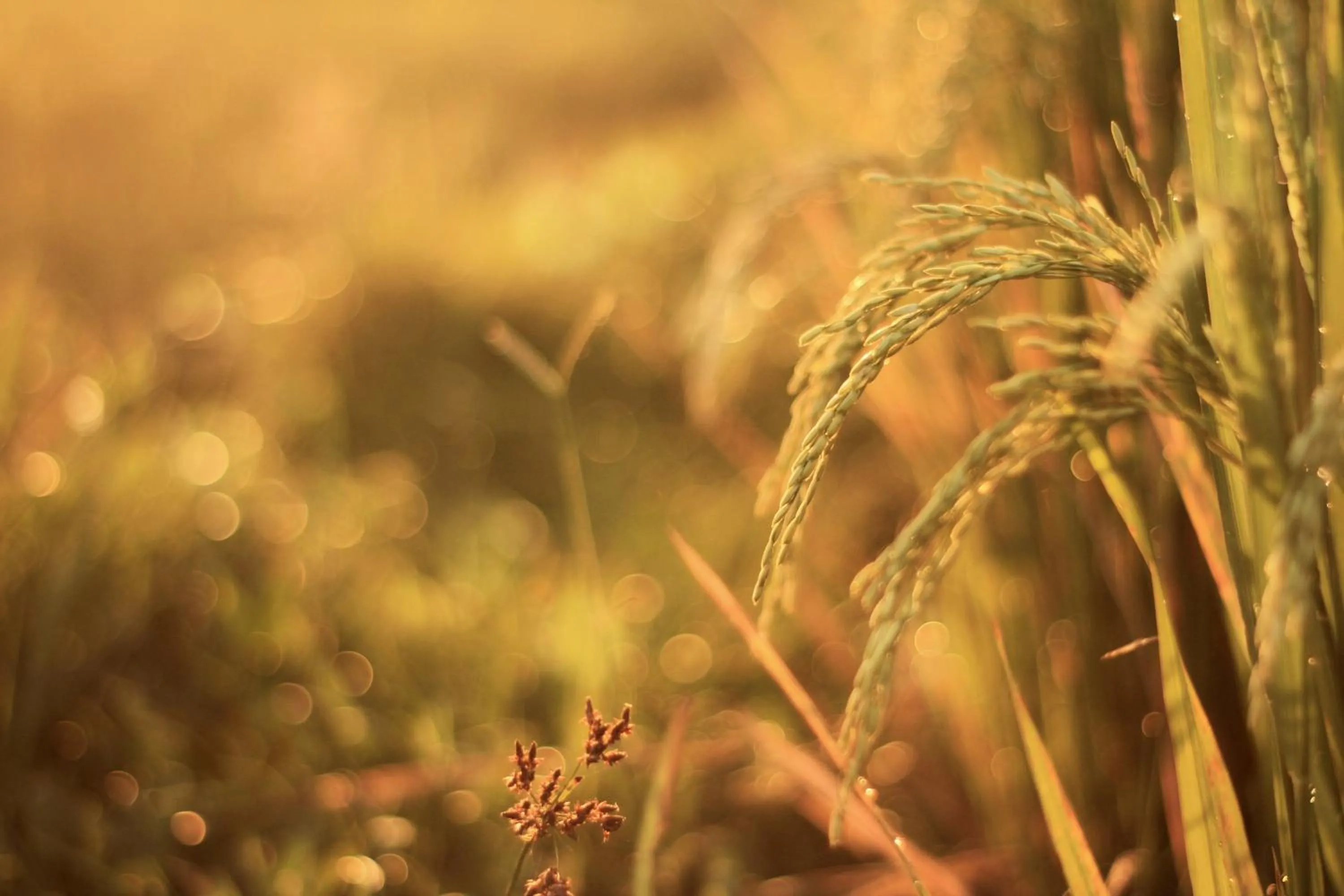 Alam Kawi Ubud Resort & Spa