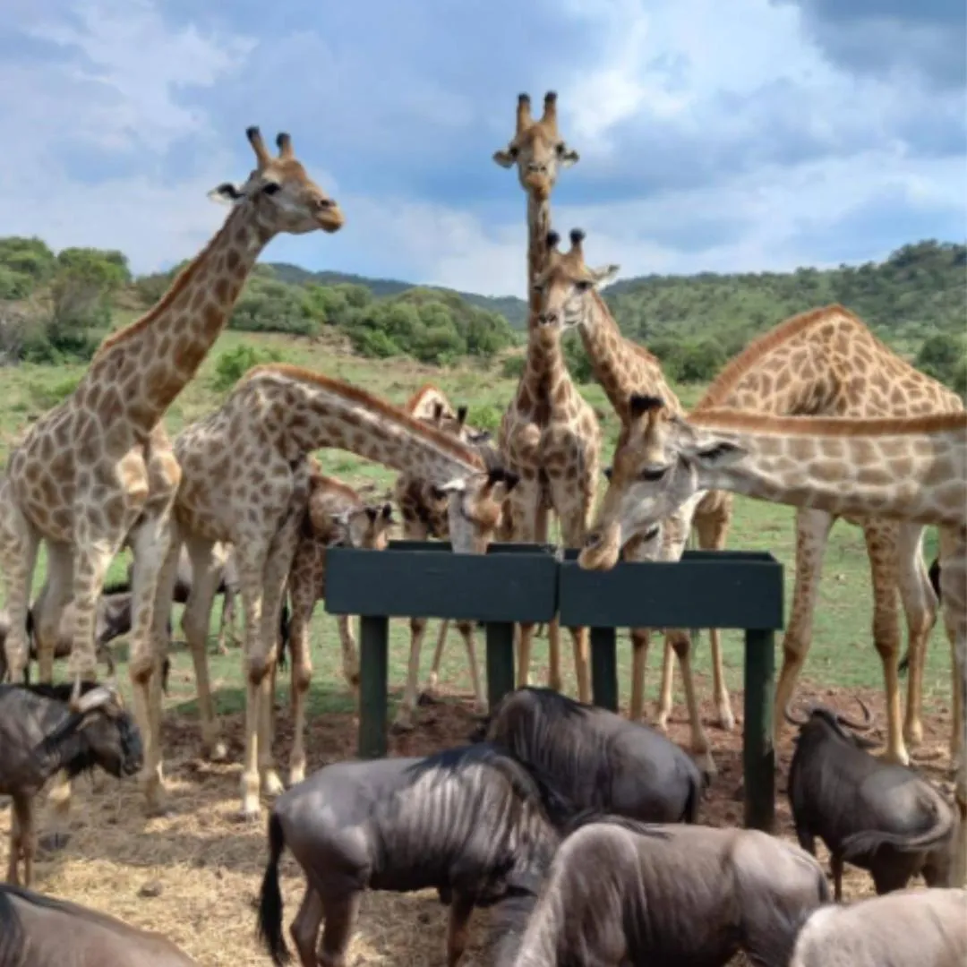 Glen Afric Country Lodge