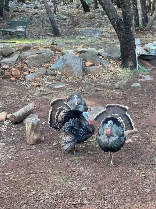 Day in Pine Hills Cabin in Julian