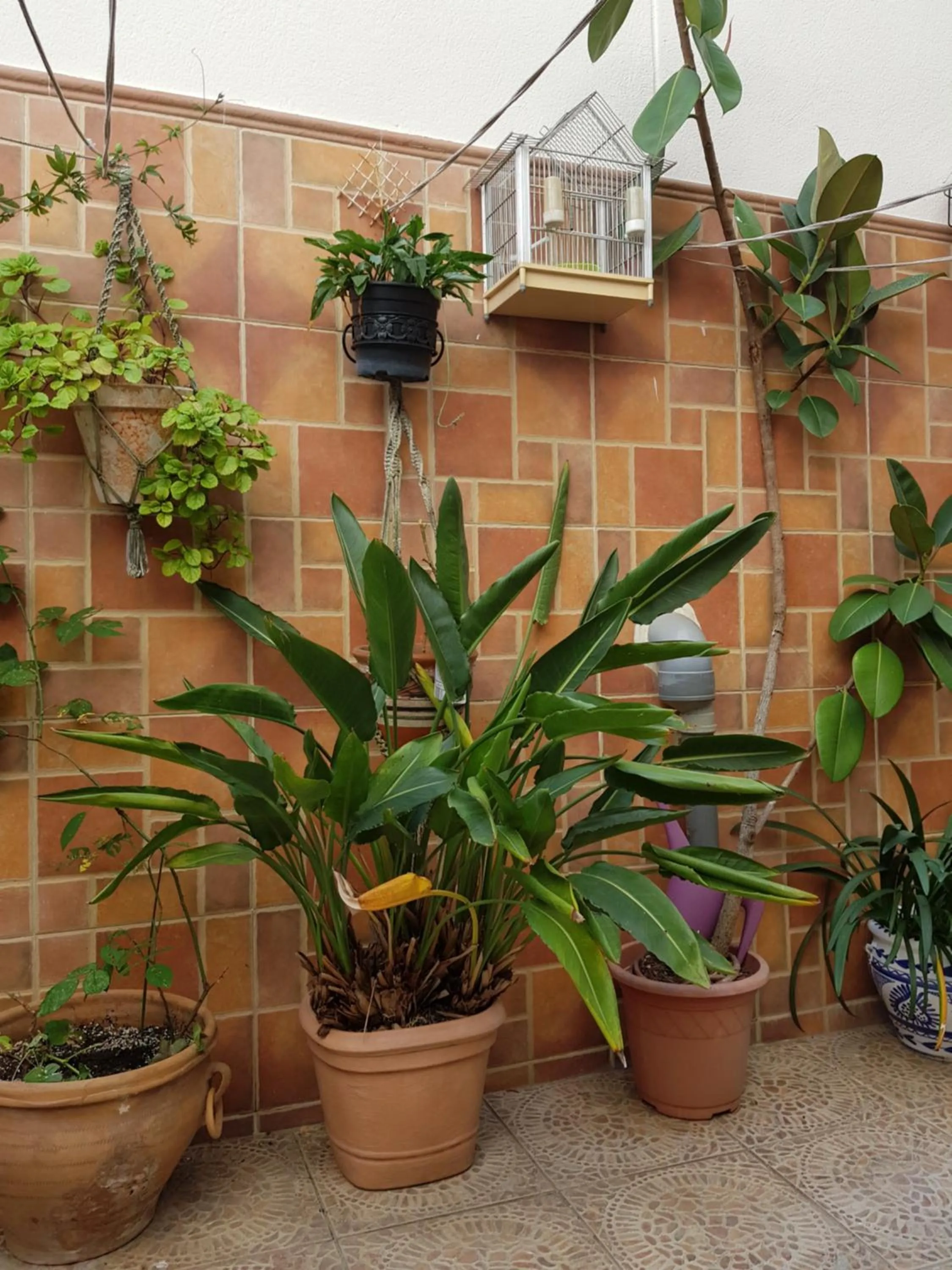 Patio in Pension La Vega