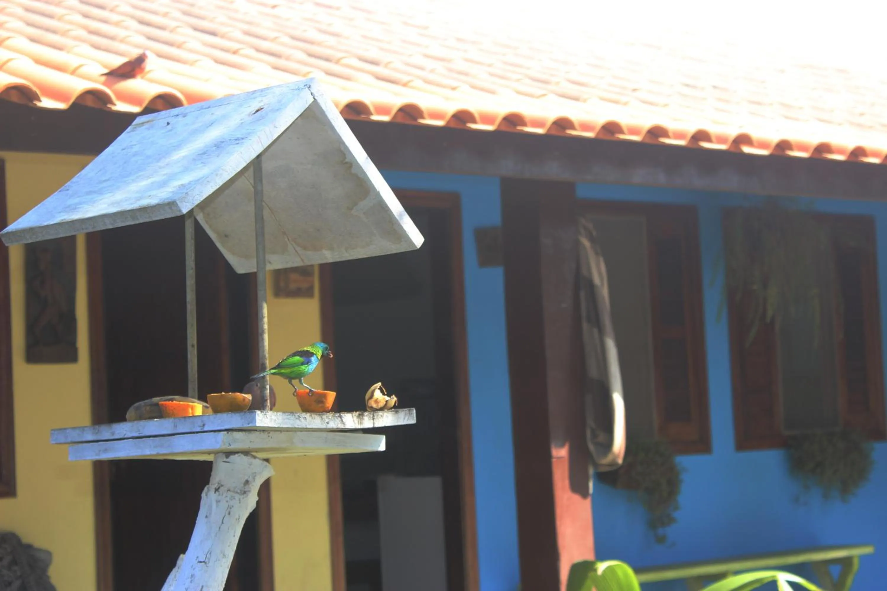 Garden view in Pousada Chalé do Beija Flor