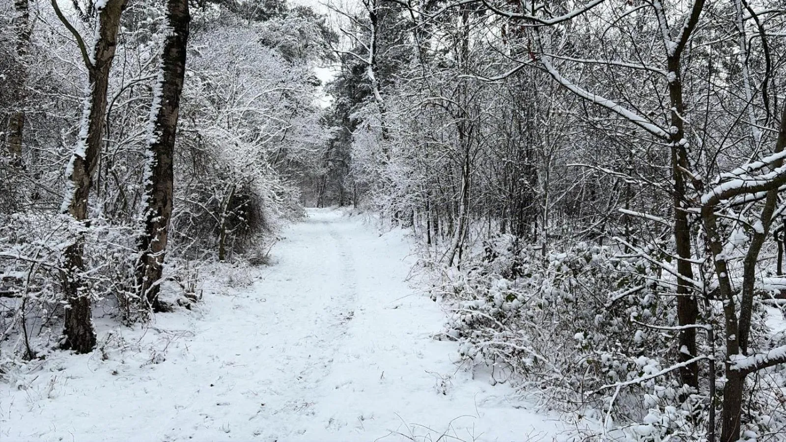 Natural landscape in B&B 't Mjeels Pierke