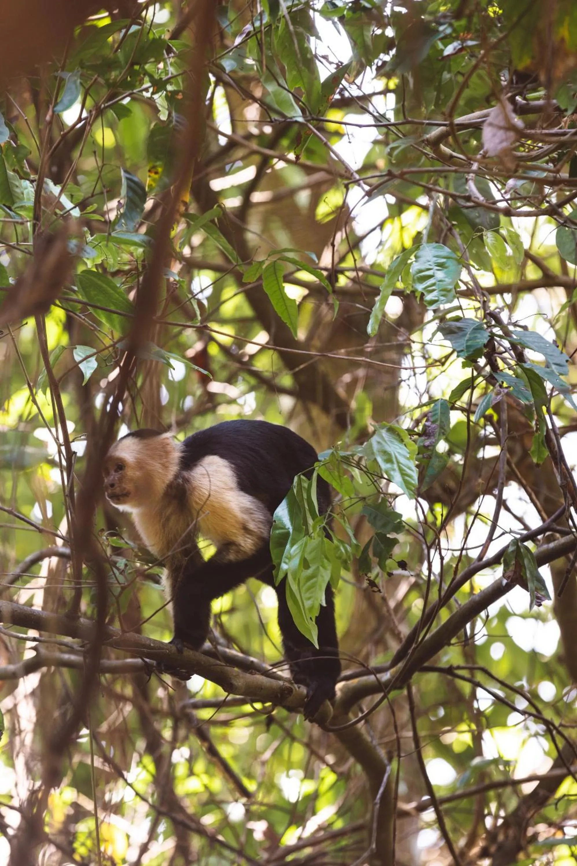 Animals in Kunken Boutique Hotel