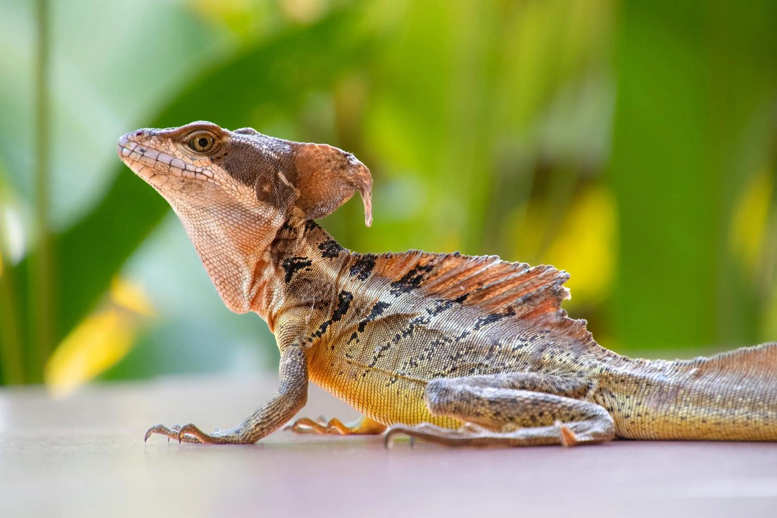 Animals in Kunken Boutique Hotel