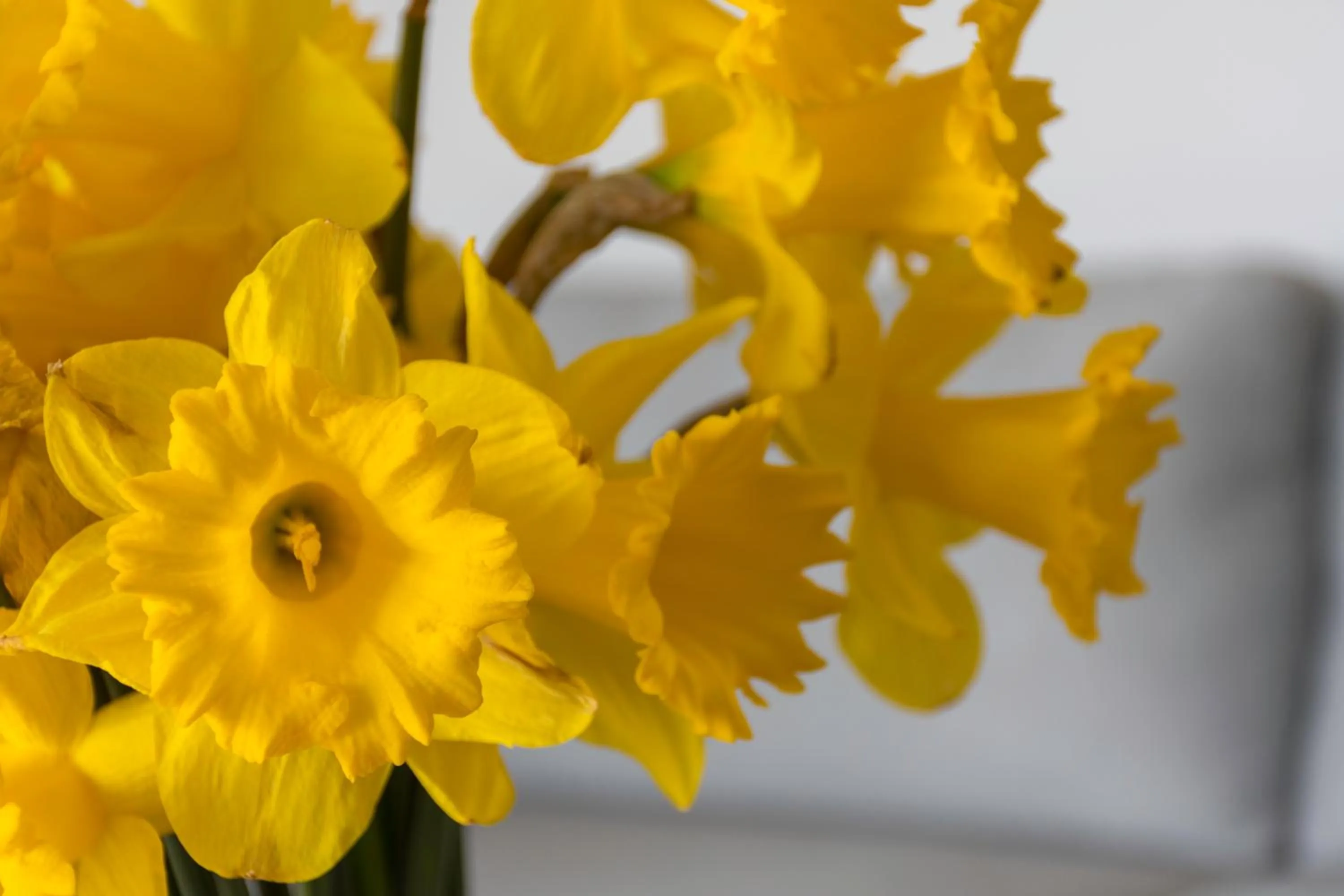 Garden in Gem bed and breakfast