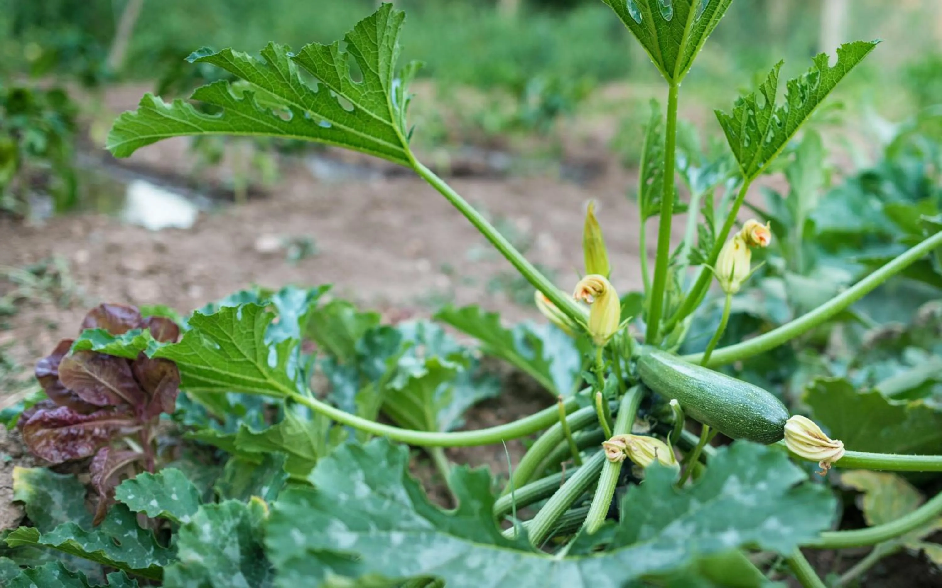 Area and facilities in Hostal Restaurante Rijujama