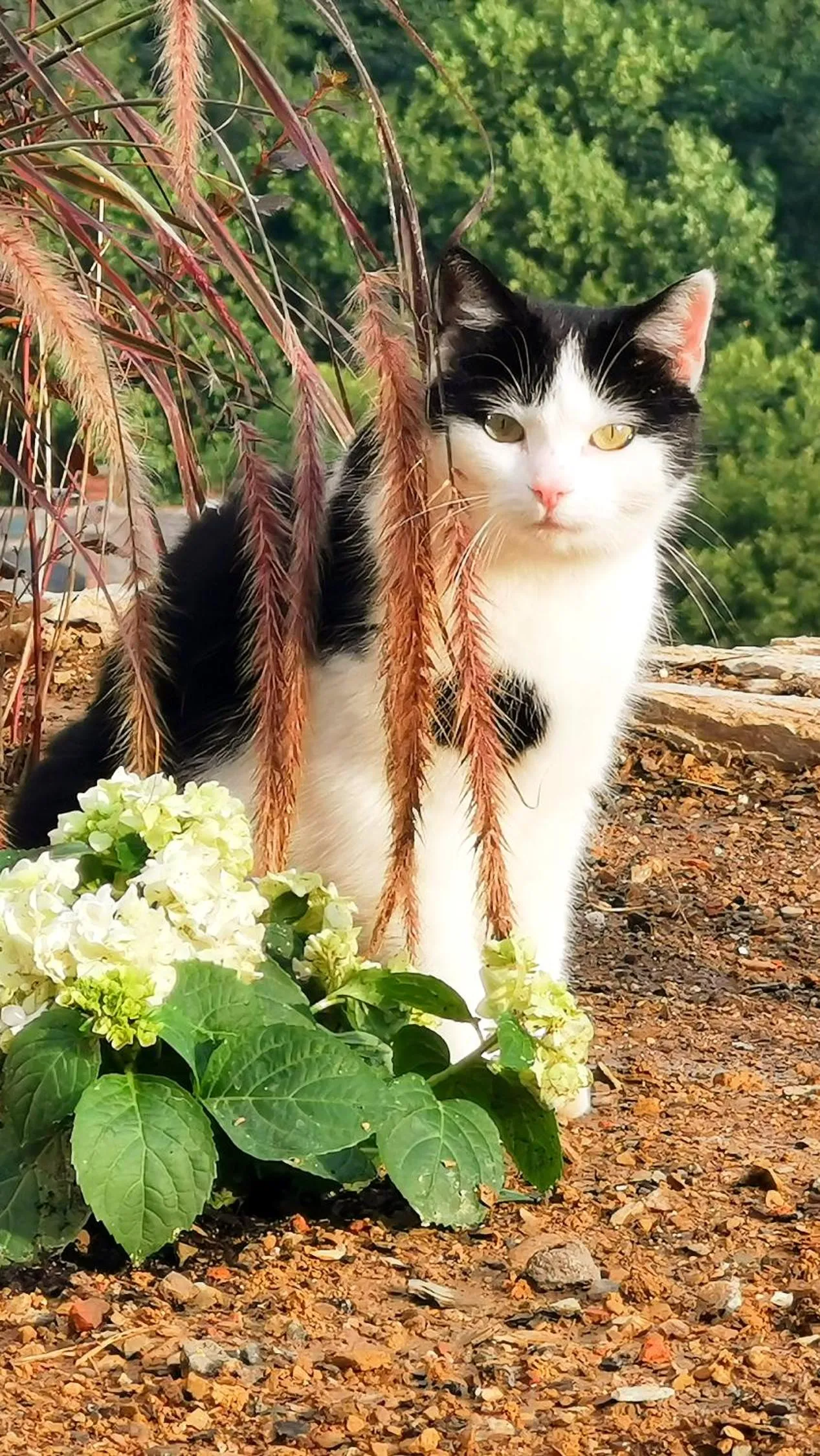 Balcony/Terrace in Rock-inn