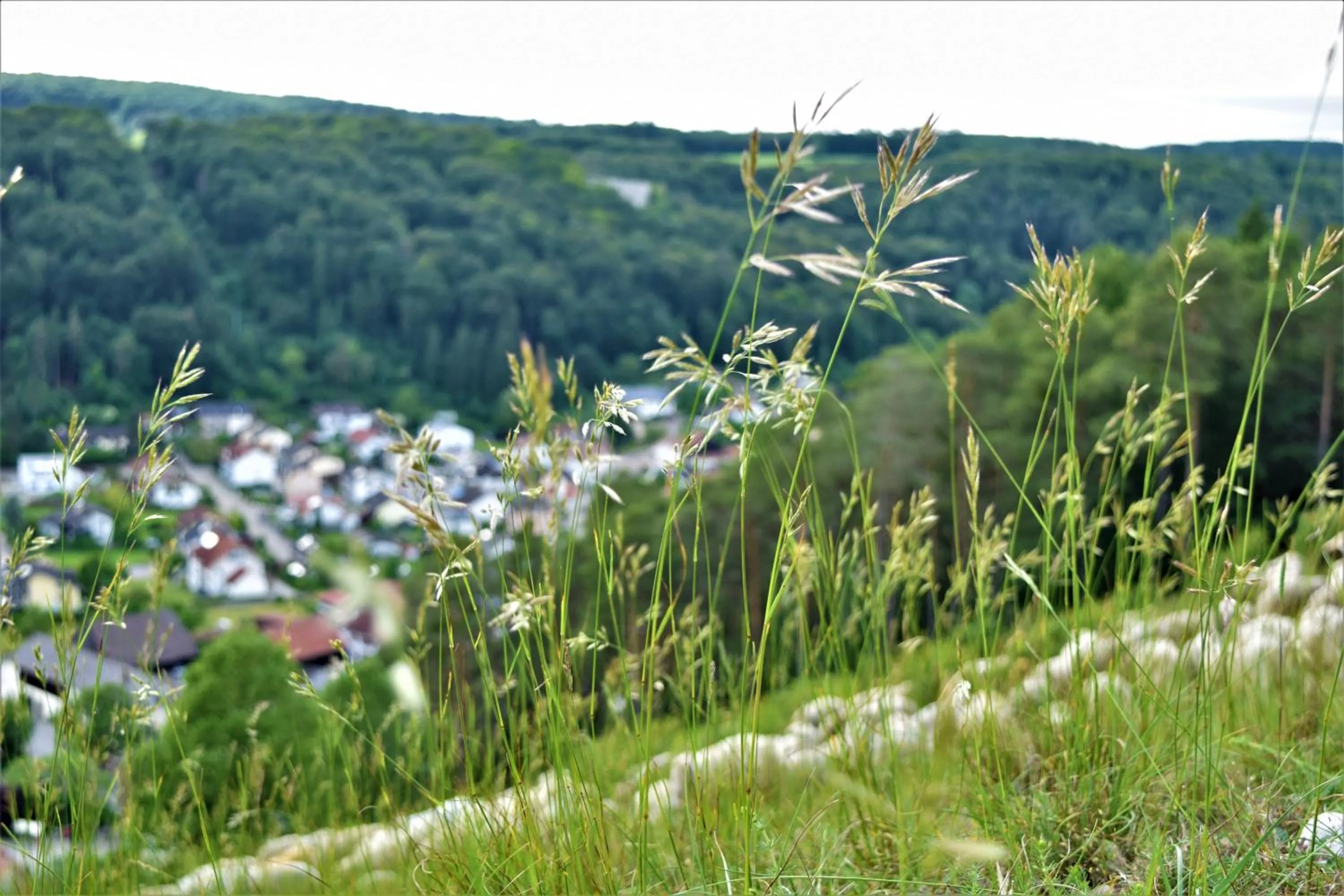 Natural landscape in Hotel zum Bräu