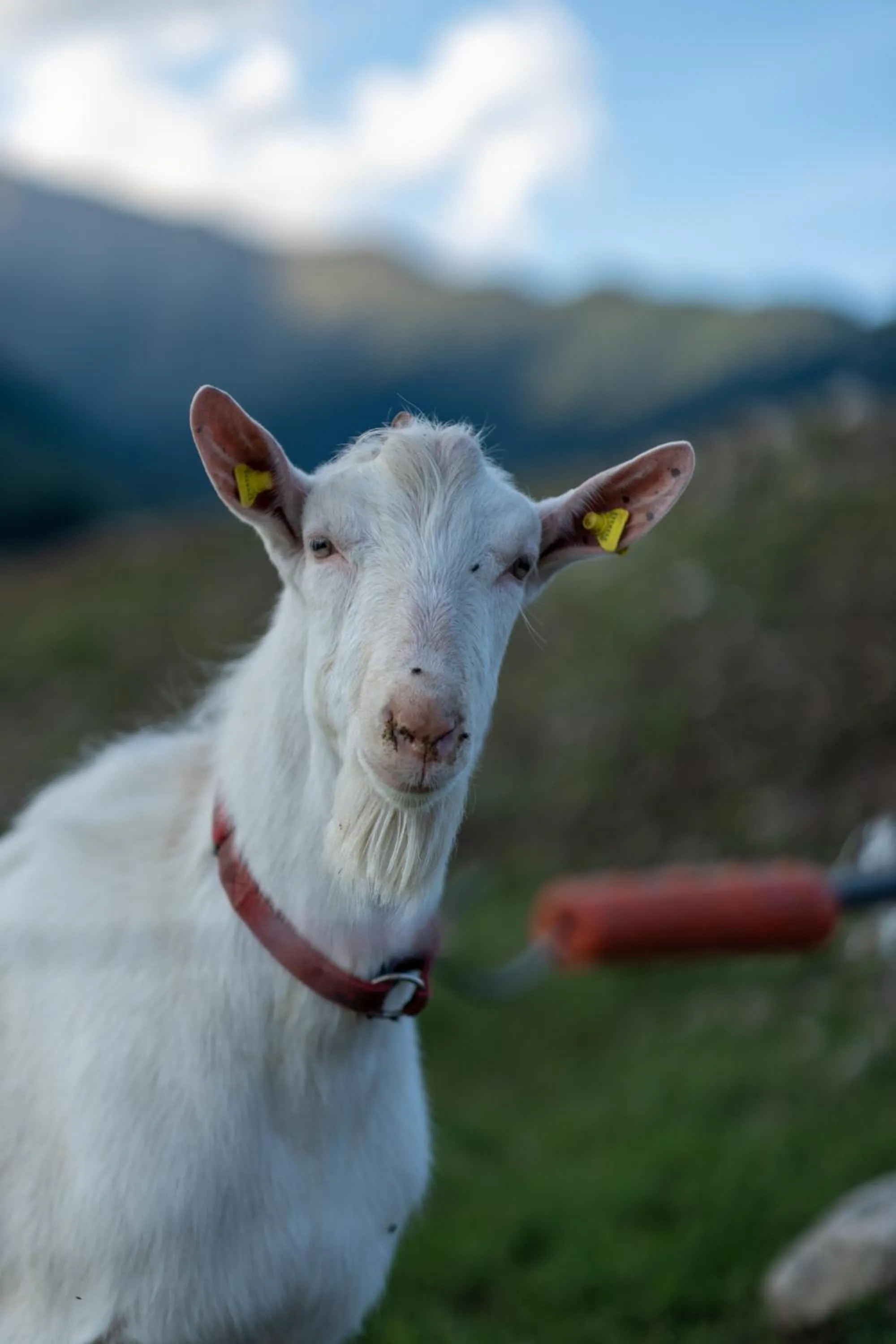 Animals in Hotel Il Castagno