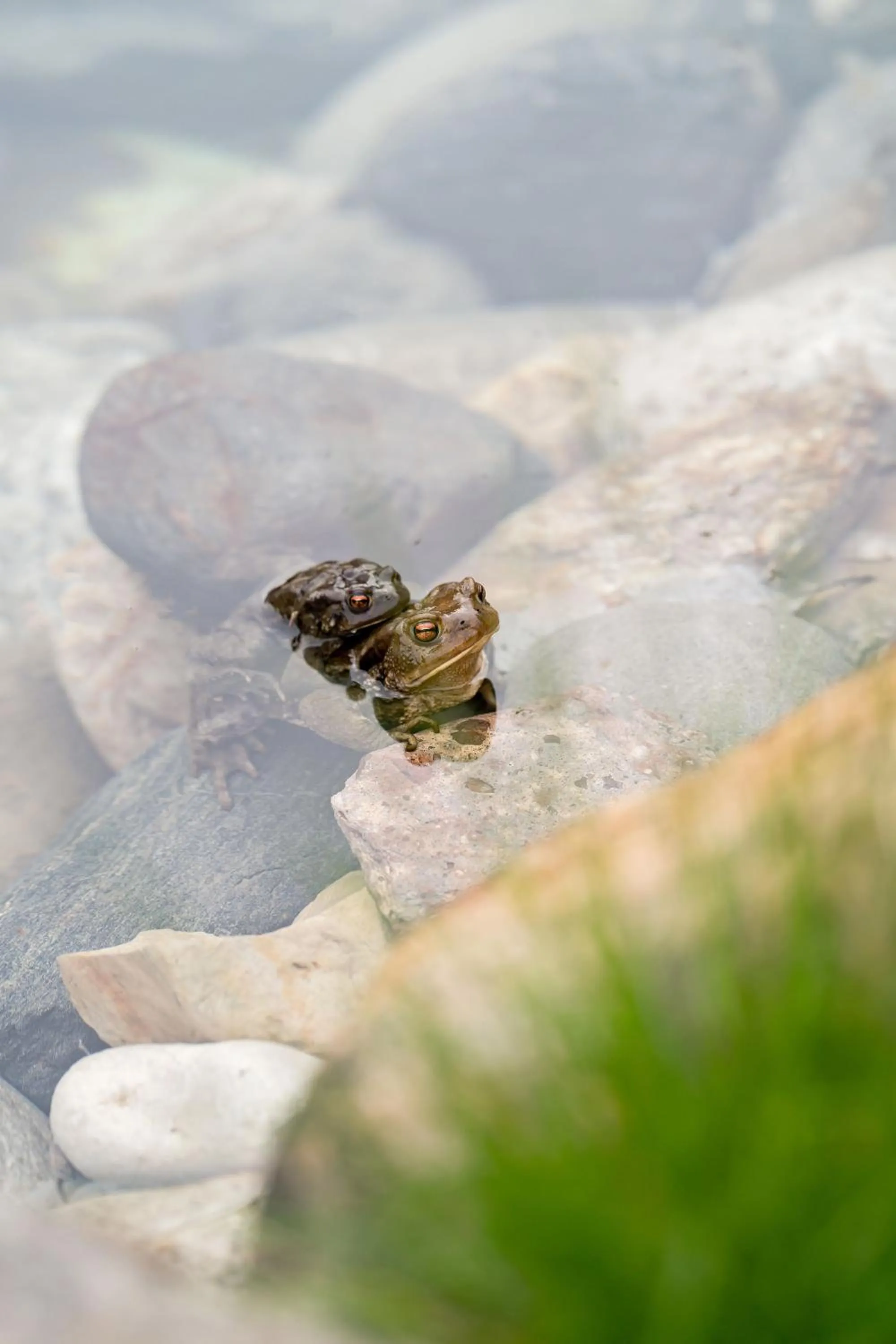 Garden in Hotel Il Castagno
