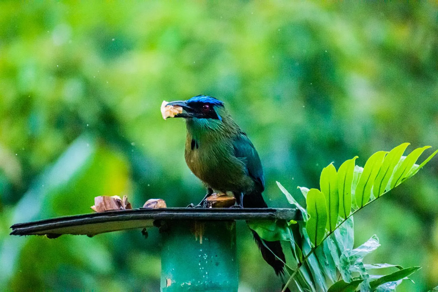 Animals in Villa Cristina - Casa Boutique